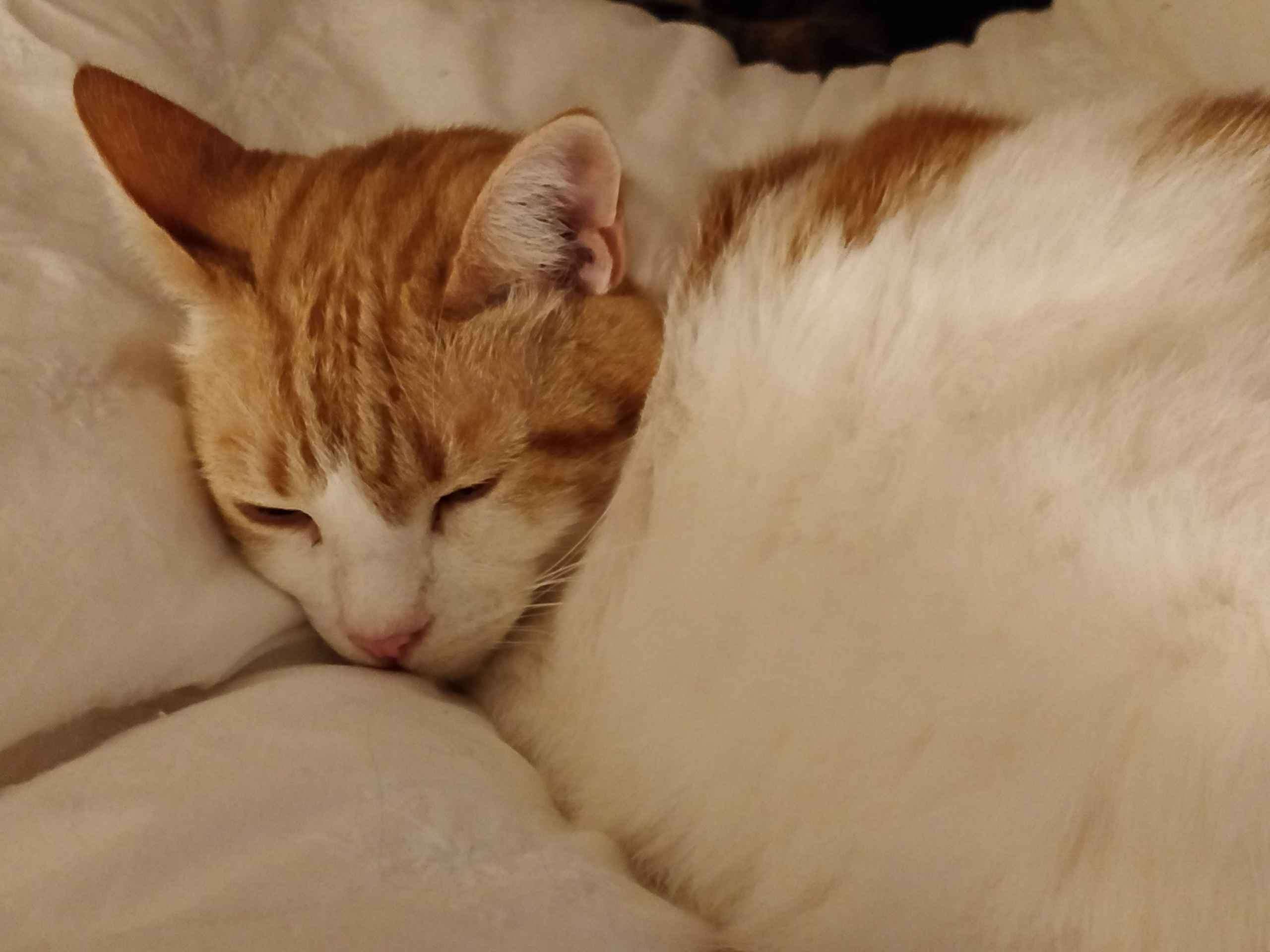 Ginger and white cat sleeping curled up on a soft blanket