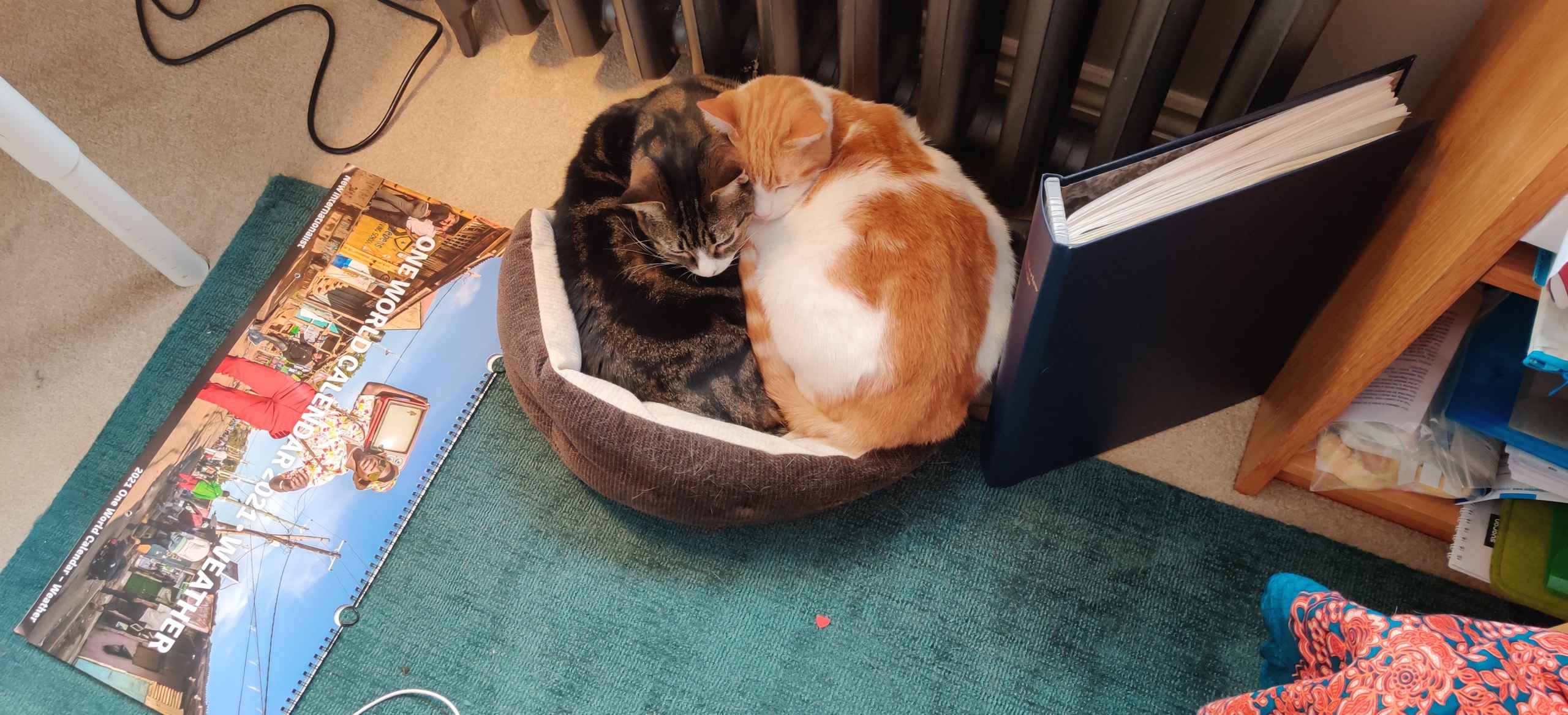 Ginger and white cat sleeping curled up on a red surface