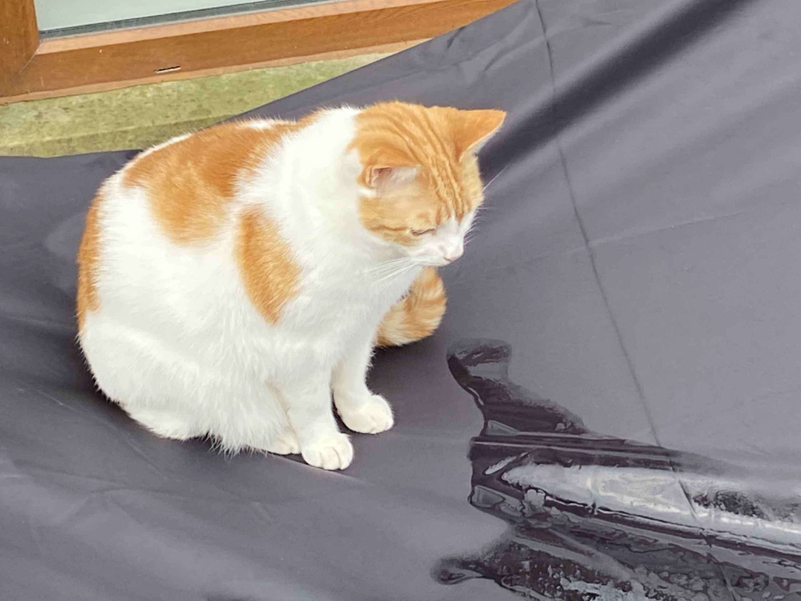 Ginger and white cat crouched over a yellow magazine on cream bedding