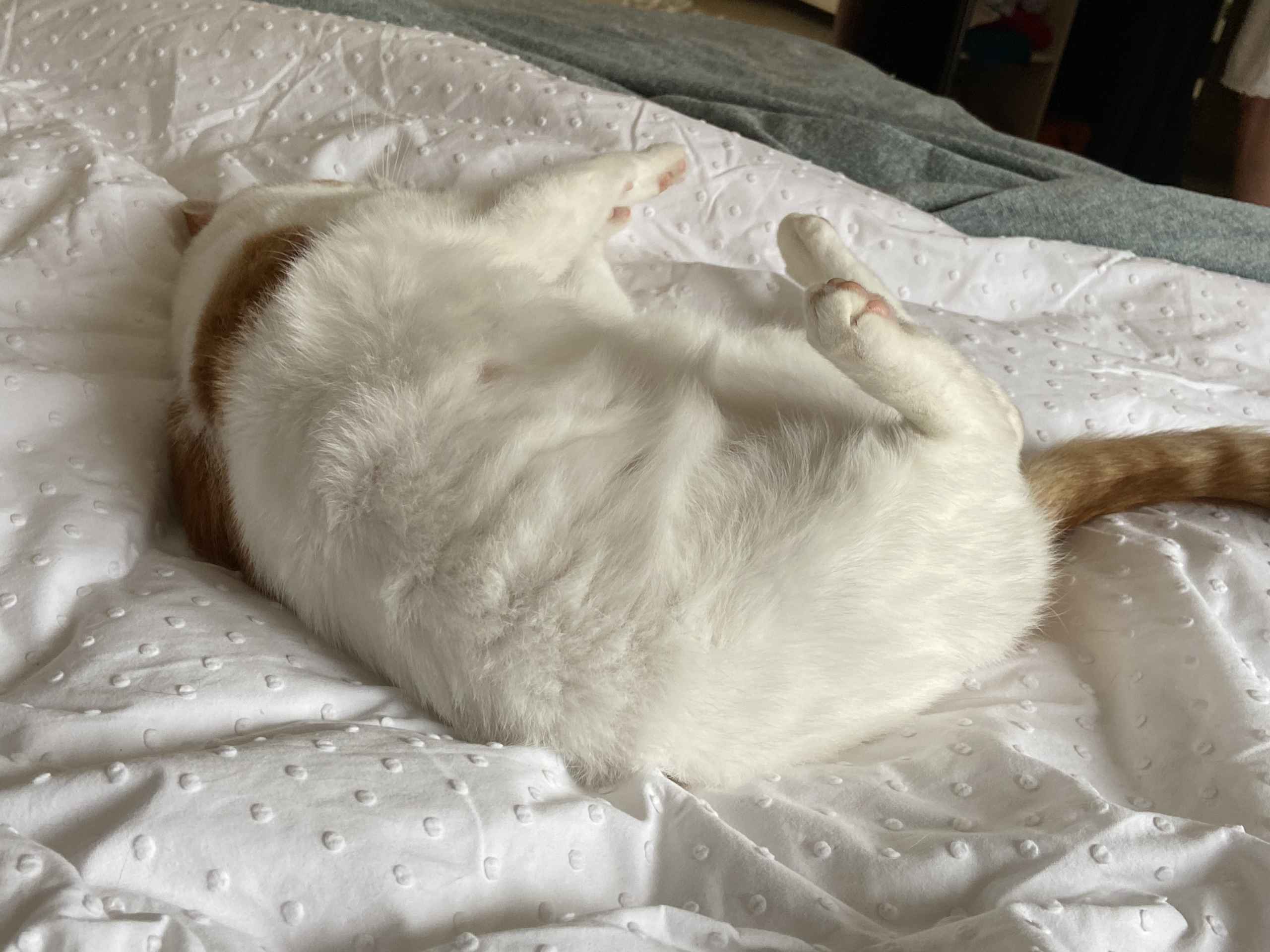 Ginger and white cat crouched over a yellow magazine on cream bedding