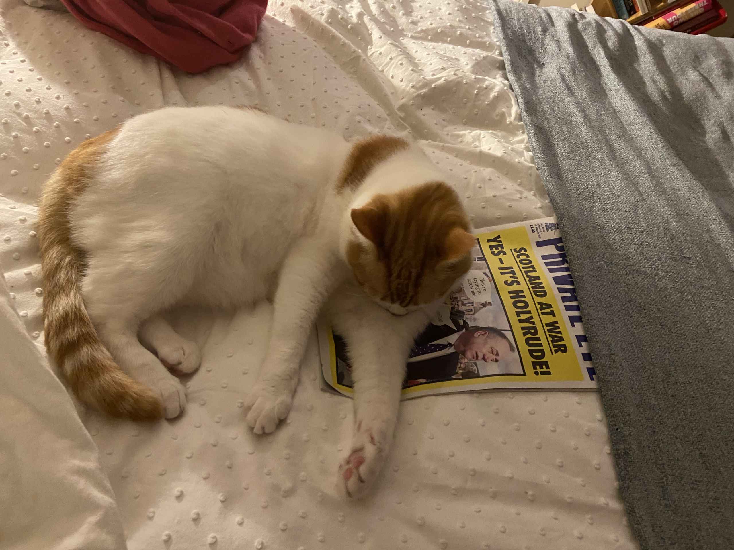 Ginger and white cat crouched over a yellow magazine on cream bedding
