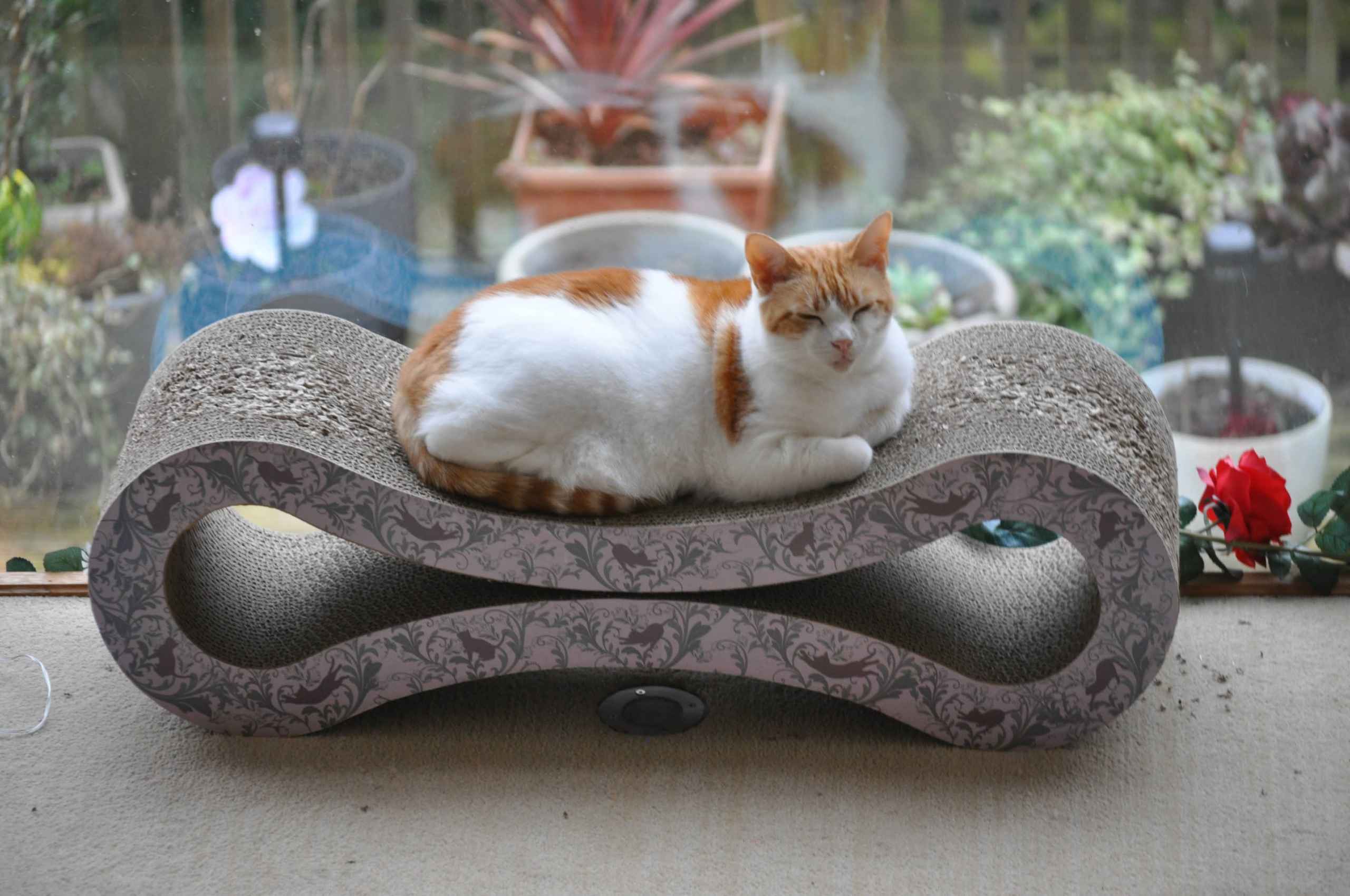Ginger and white cat lounging on a curved cat bed in a garden surrounded by potted succulents