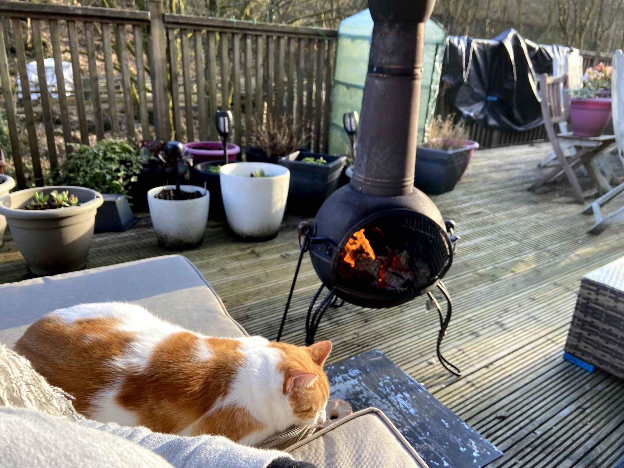 Ginger cat lounging on a cushion beside a lit garden fire bowl on the decking