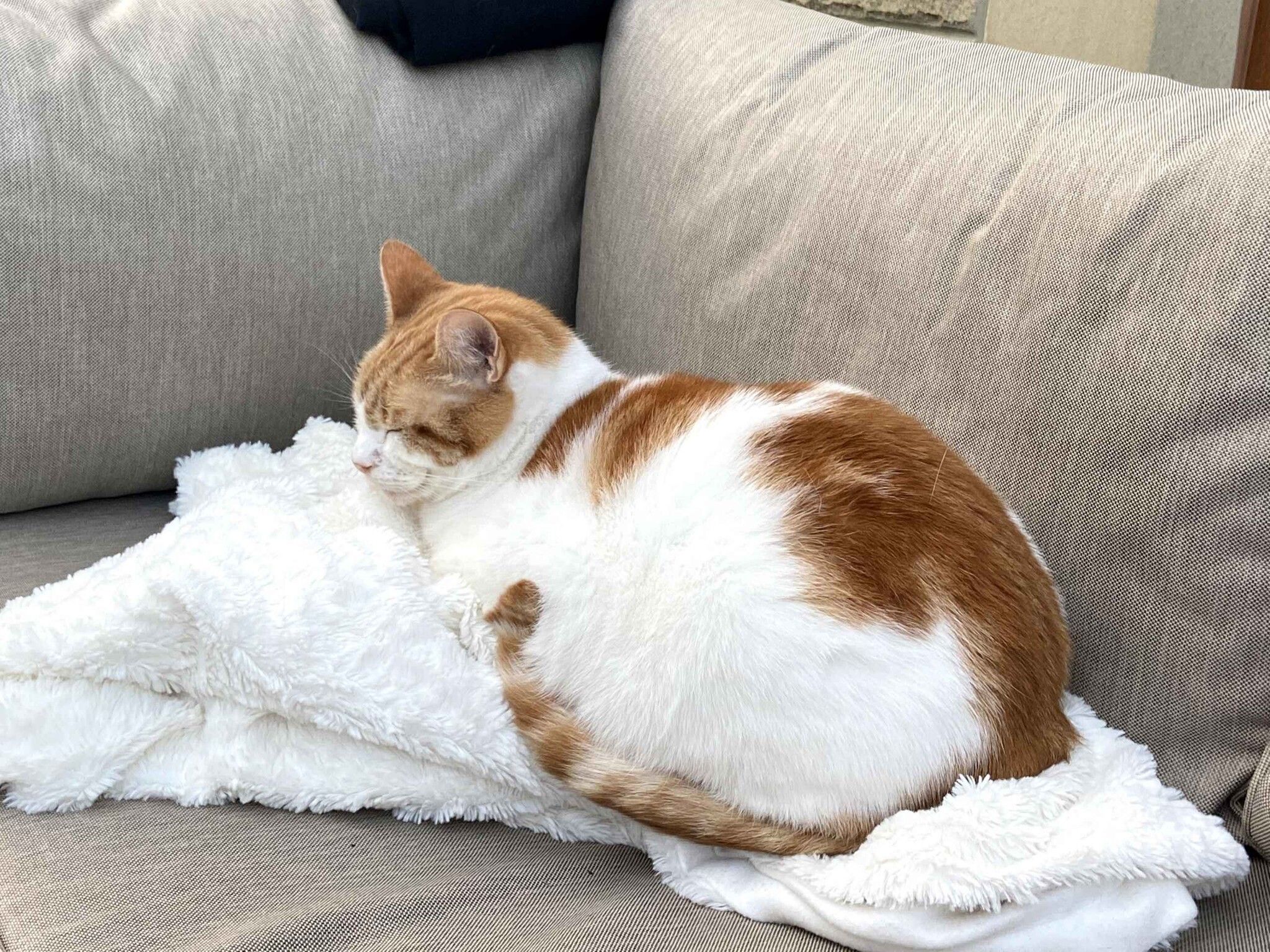 Ginger cat lounging on a cushion beside a lit garden fire bowl on the decking