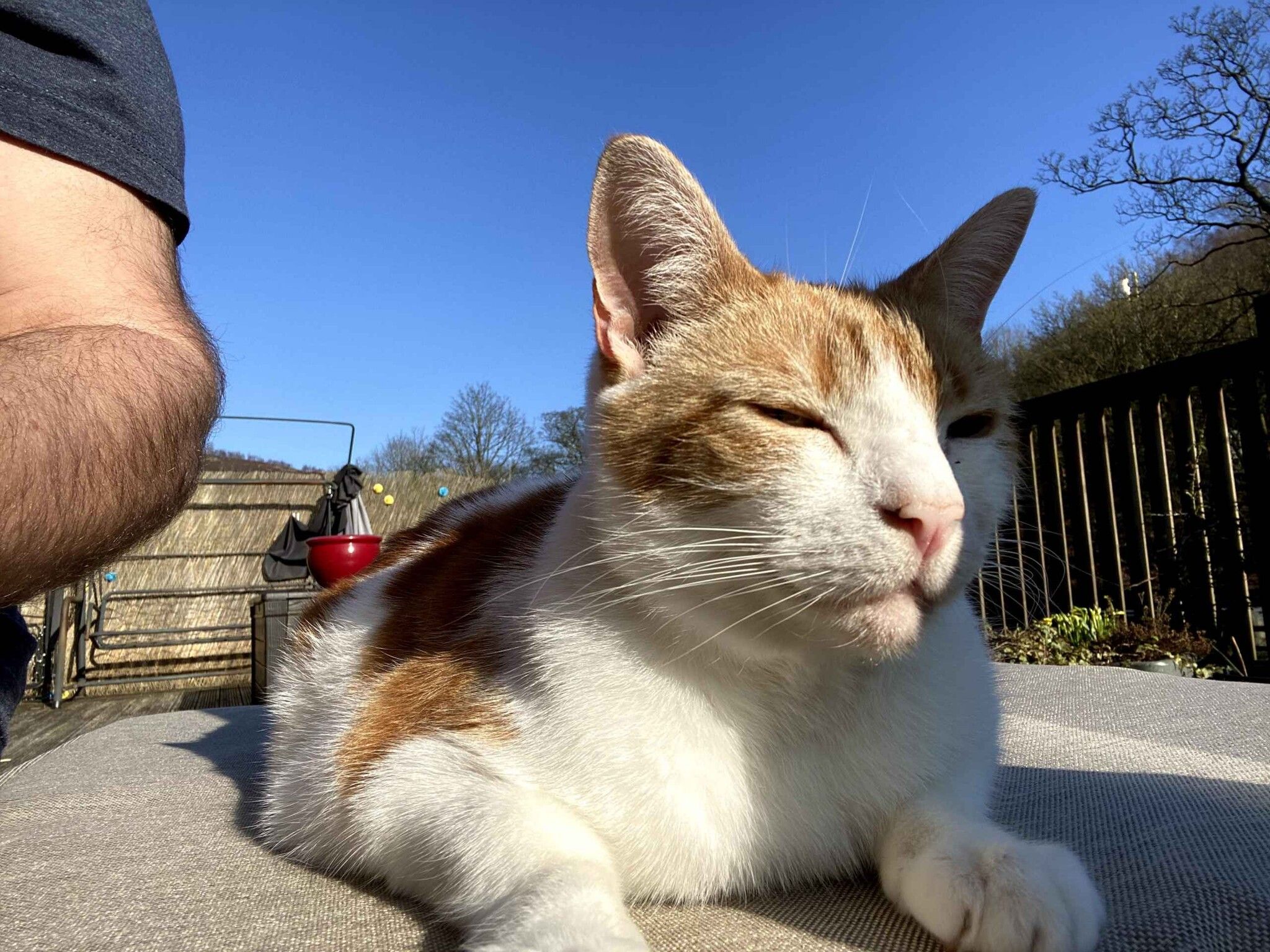 Ginger cat lounging on a cushion beside a lit garden fire bowl on the decking