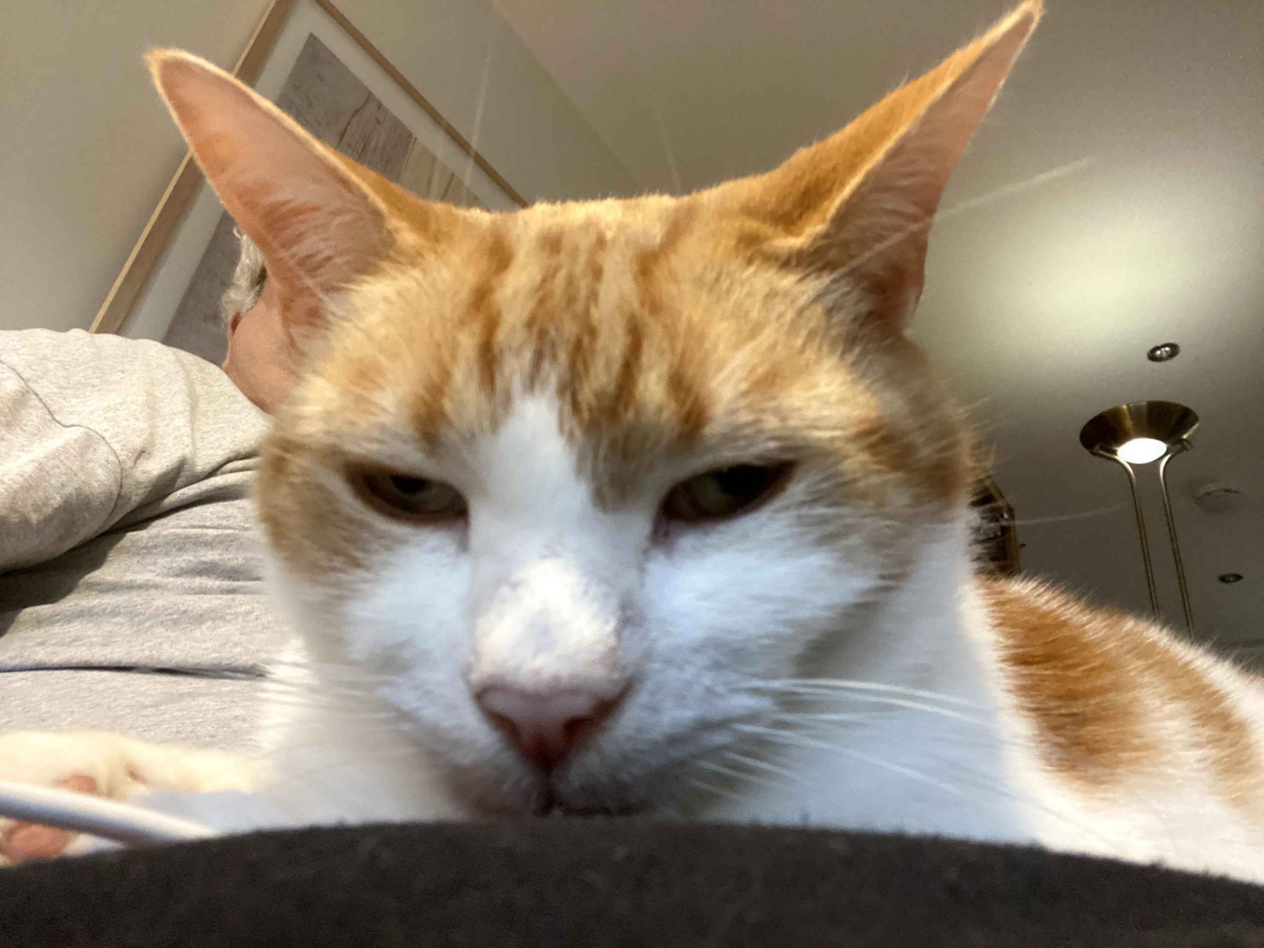 Ginger cat curled up on white bedding looking down with a relaxed expression