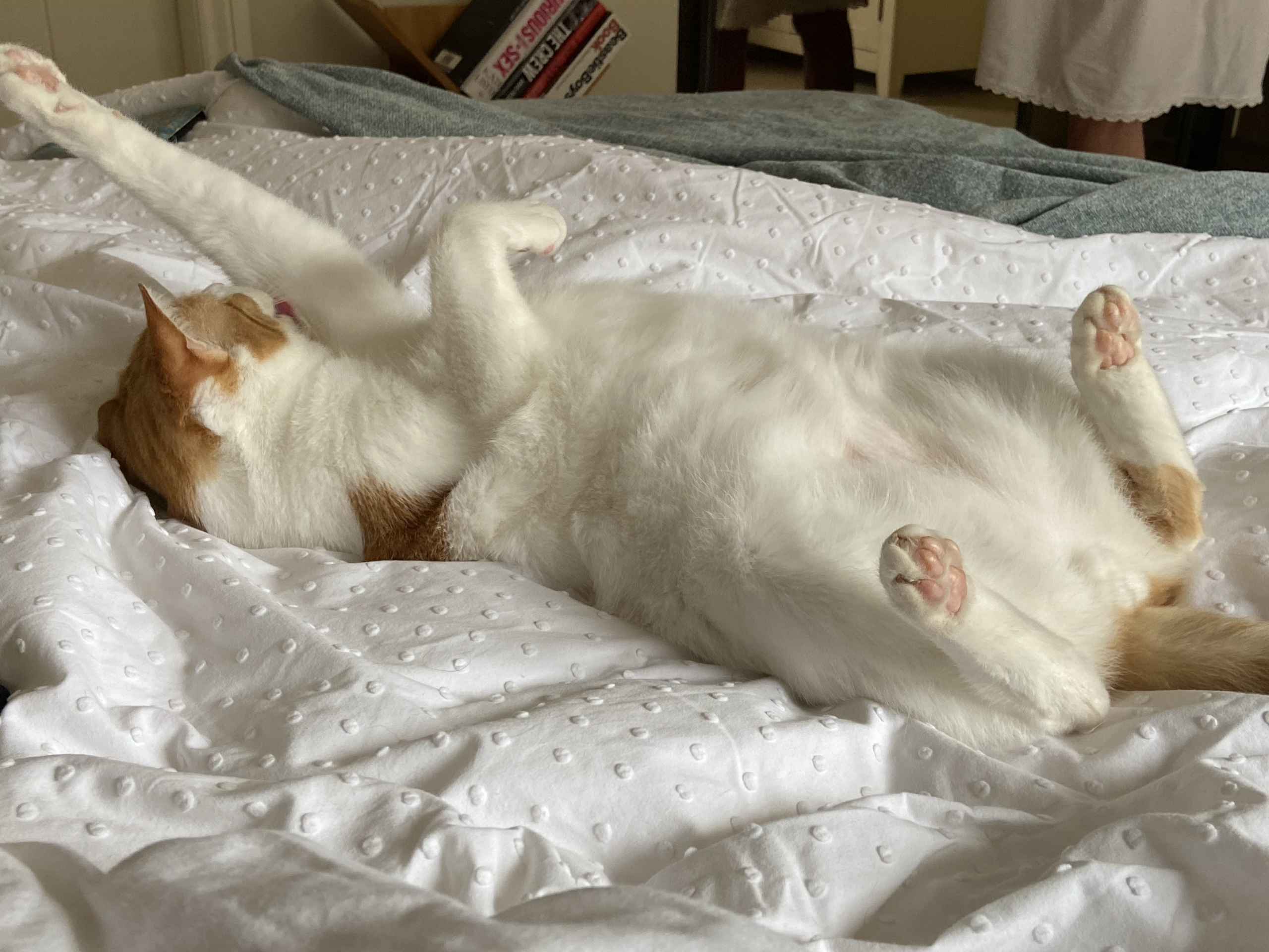 Ginger and white cat crouched over a yellow magazine on cream bedding