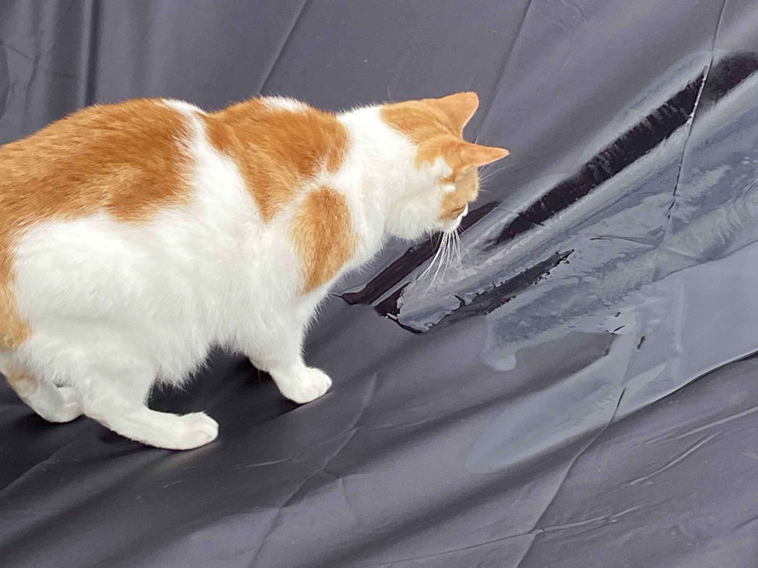 Ginger and white cat crouched over a yellow magazine on cream bedding