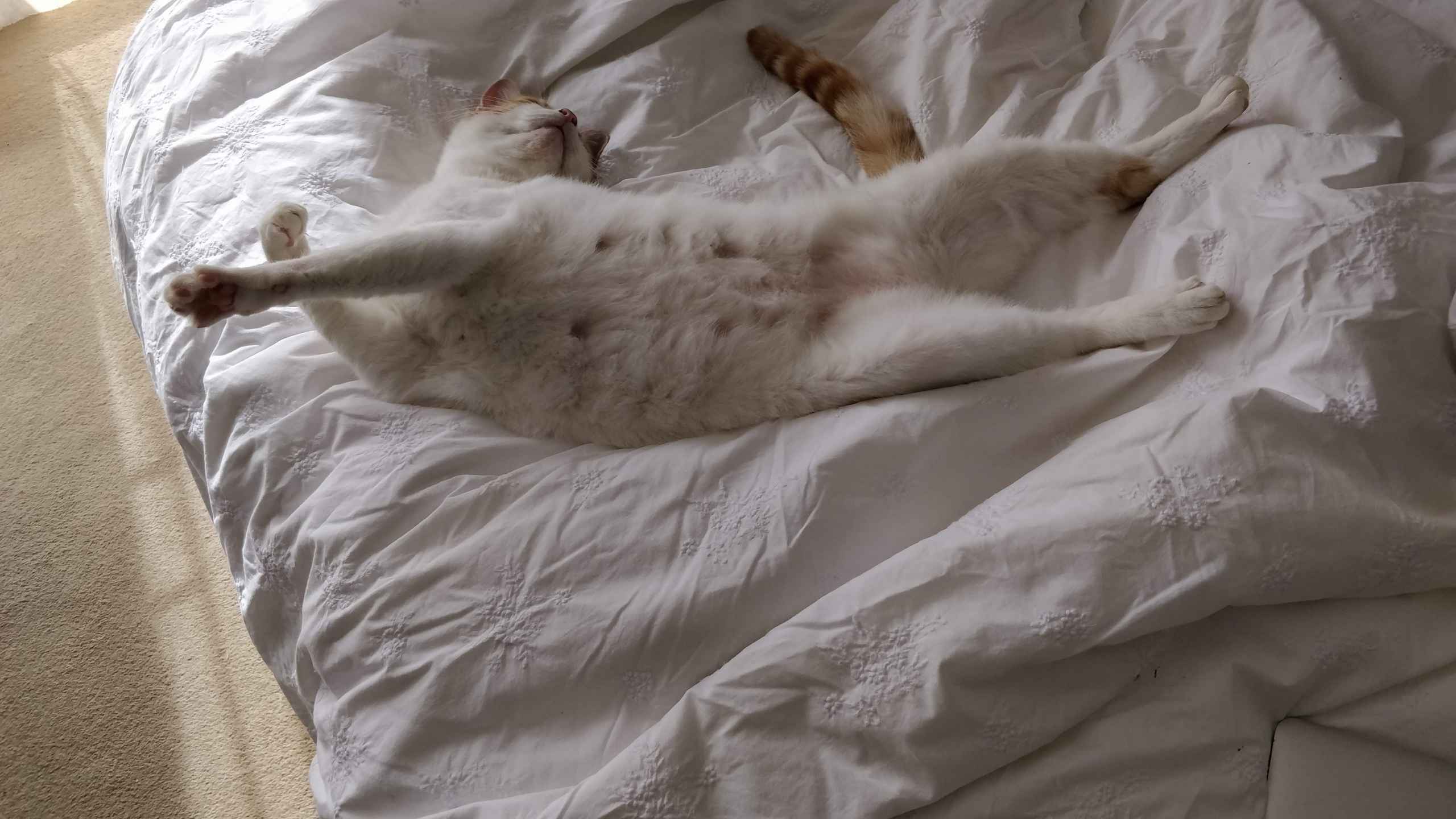 Ginger and white cat sprawled on cream bedding gazing upward