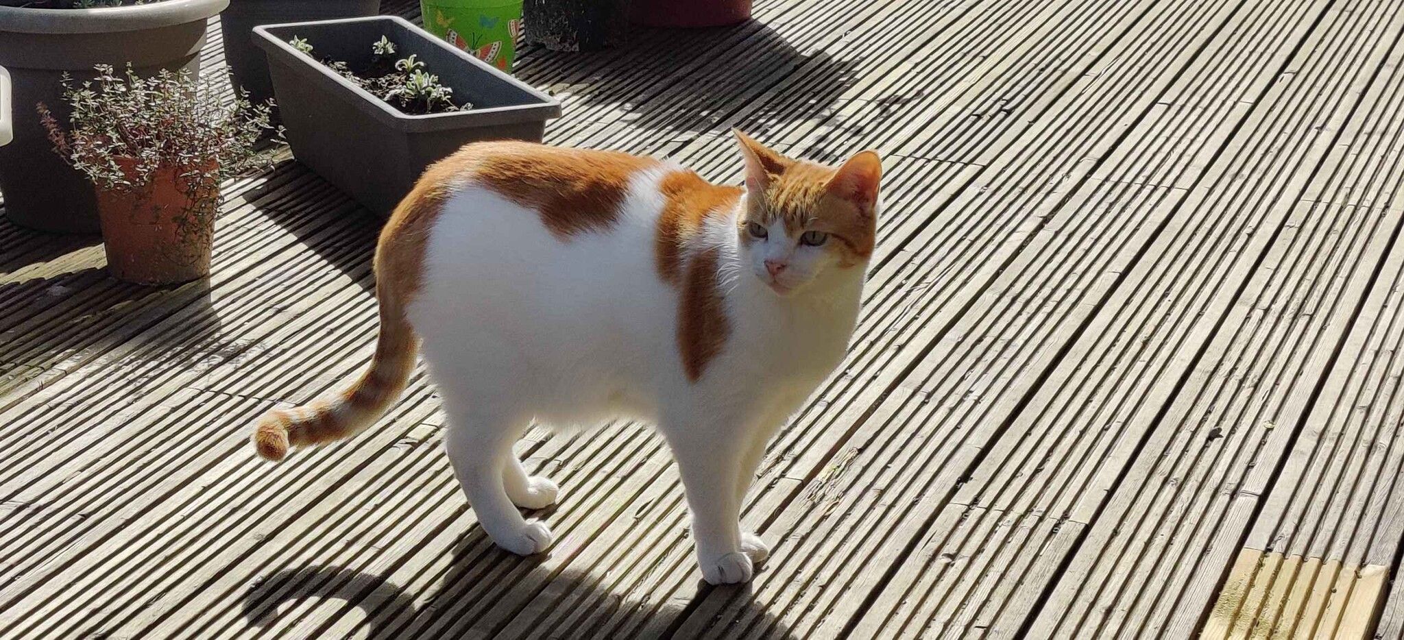 Ginger and white cat sprawled on cream bedding gazing upward