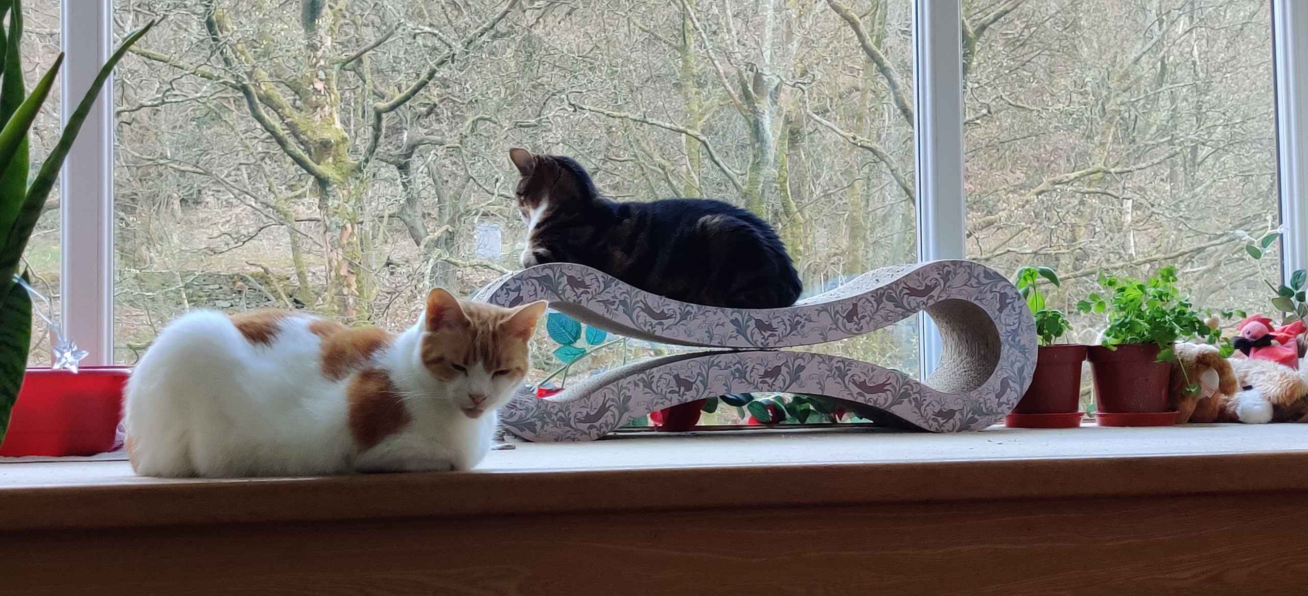 One ginger cat leaps across a sunlit windowsill while another watches from a cushion