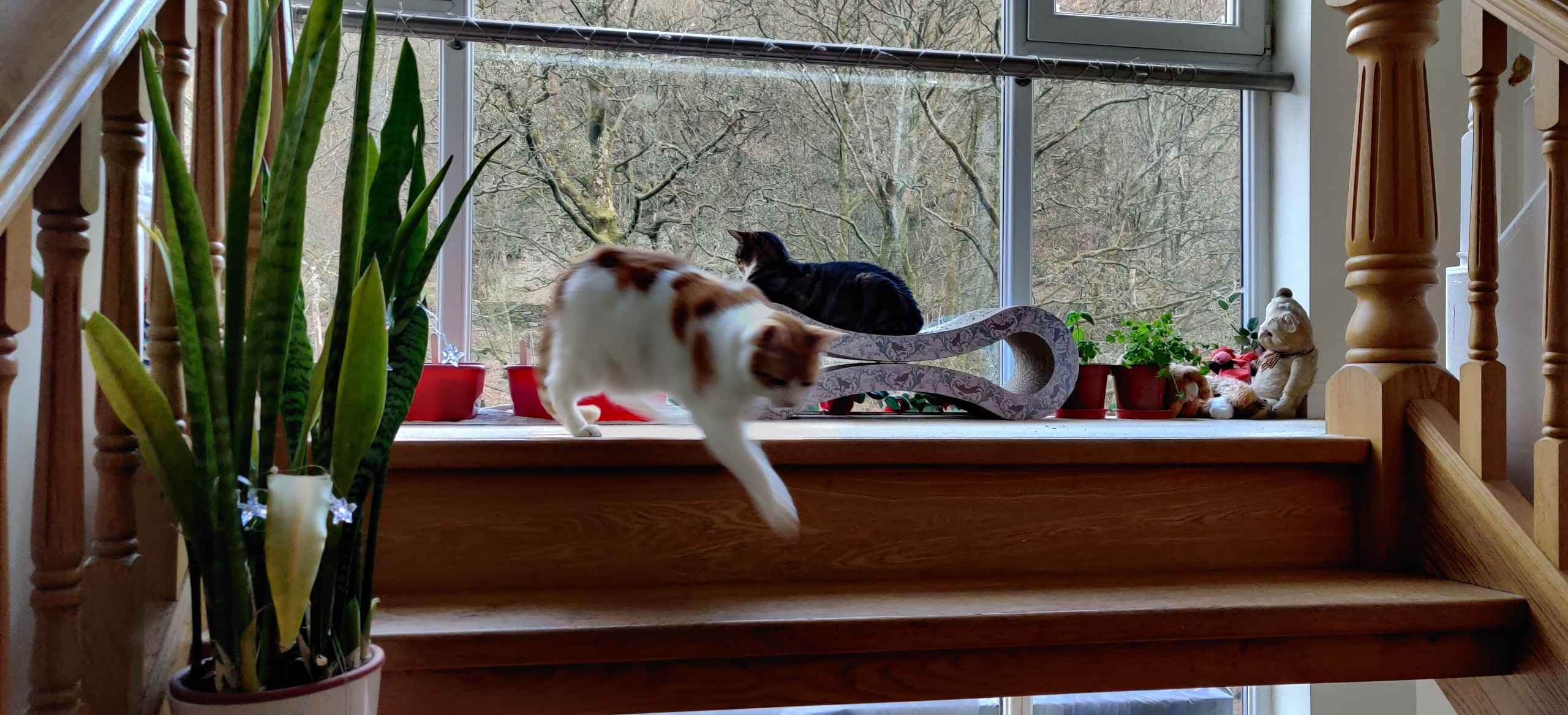 One ginger cat leaps across a sunlit windowsill while another watches from a cushion