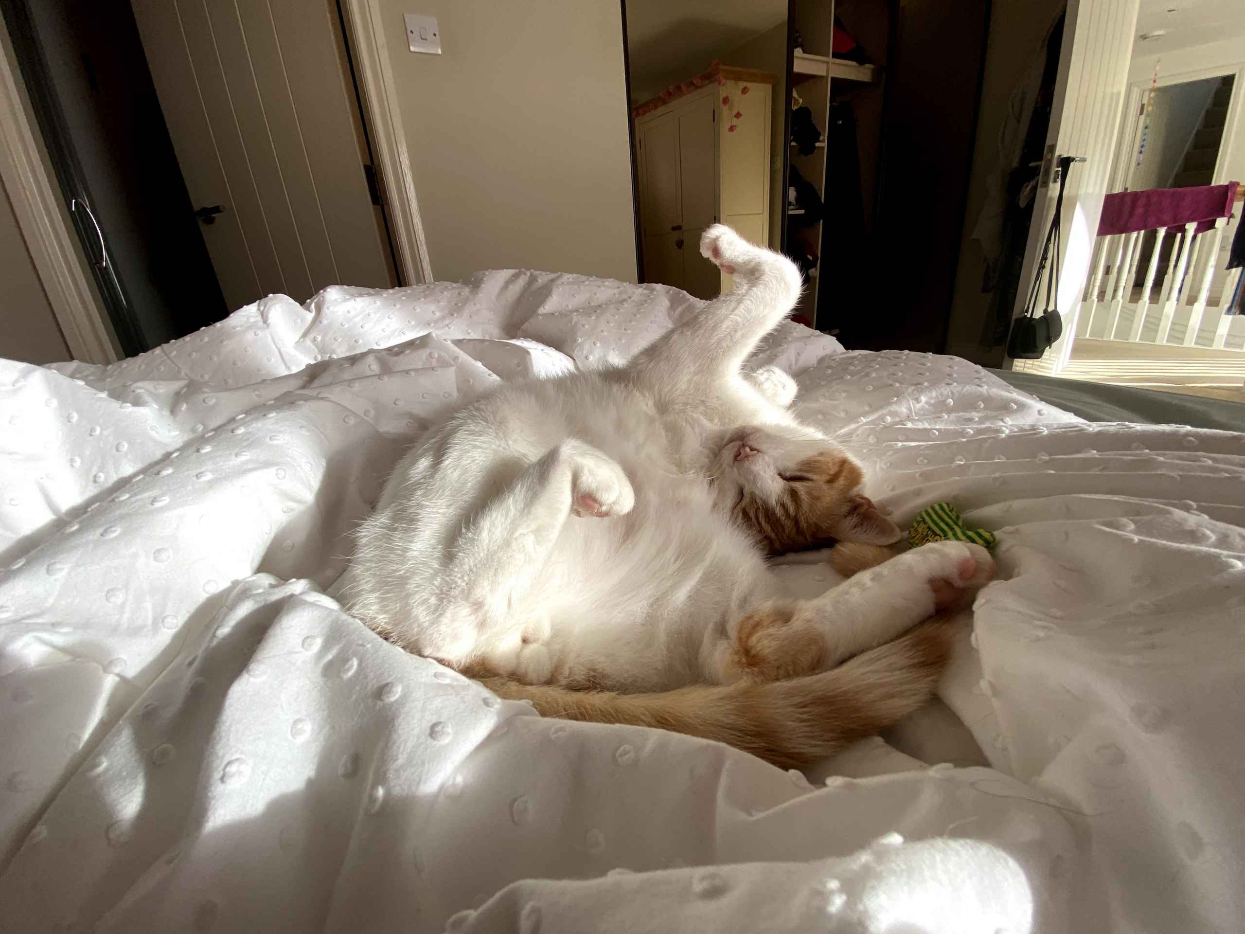 Ginger cat lying on its back on white bedding playing with a small toy