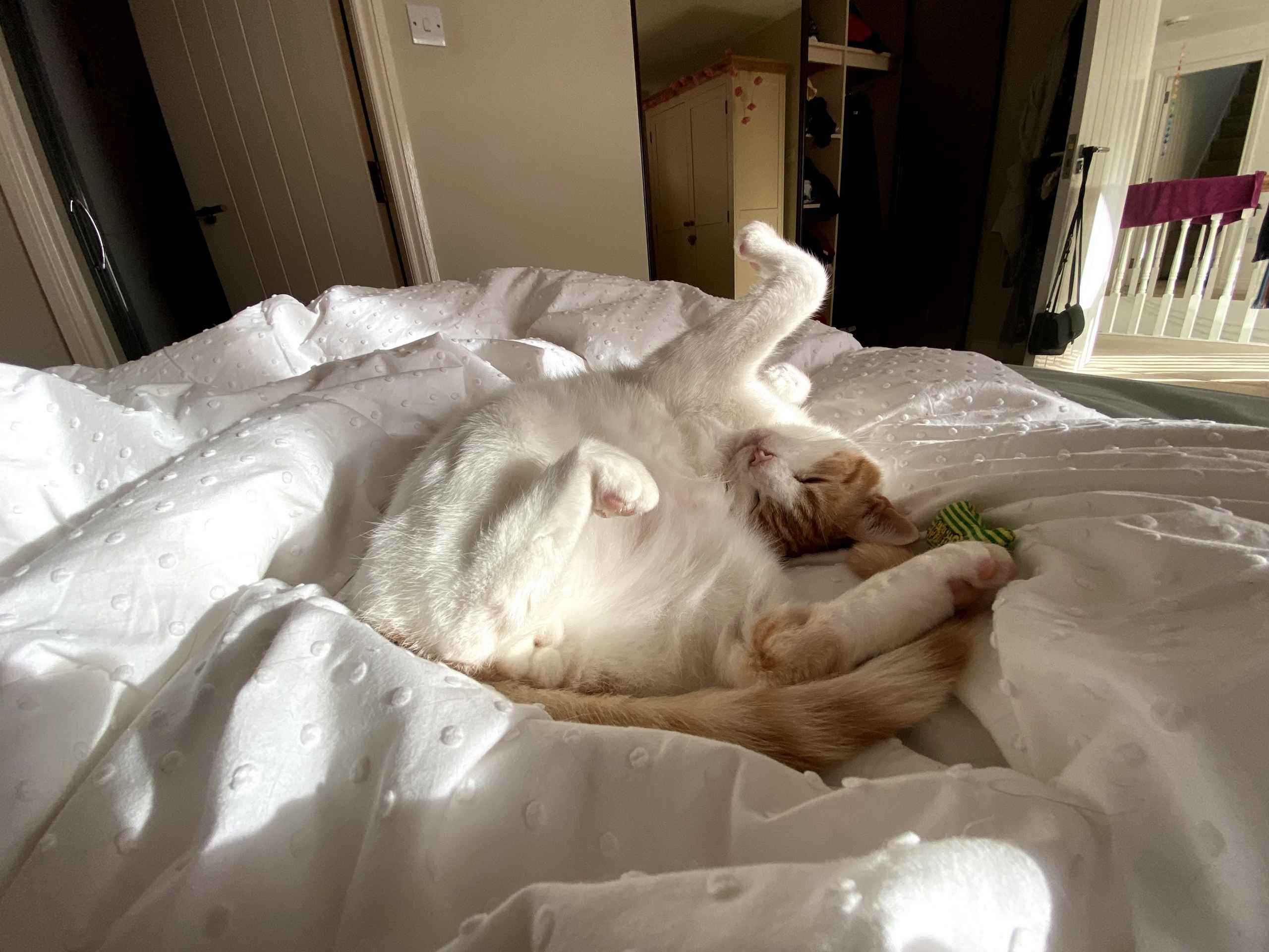 Ginger cat lying on its back on white bedding playing with a small toy
