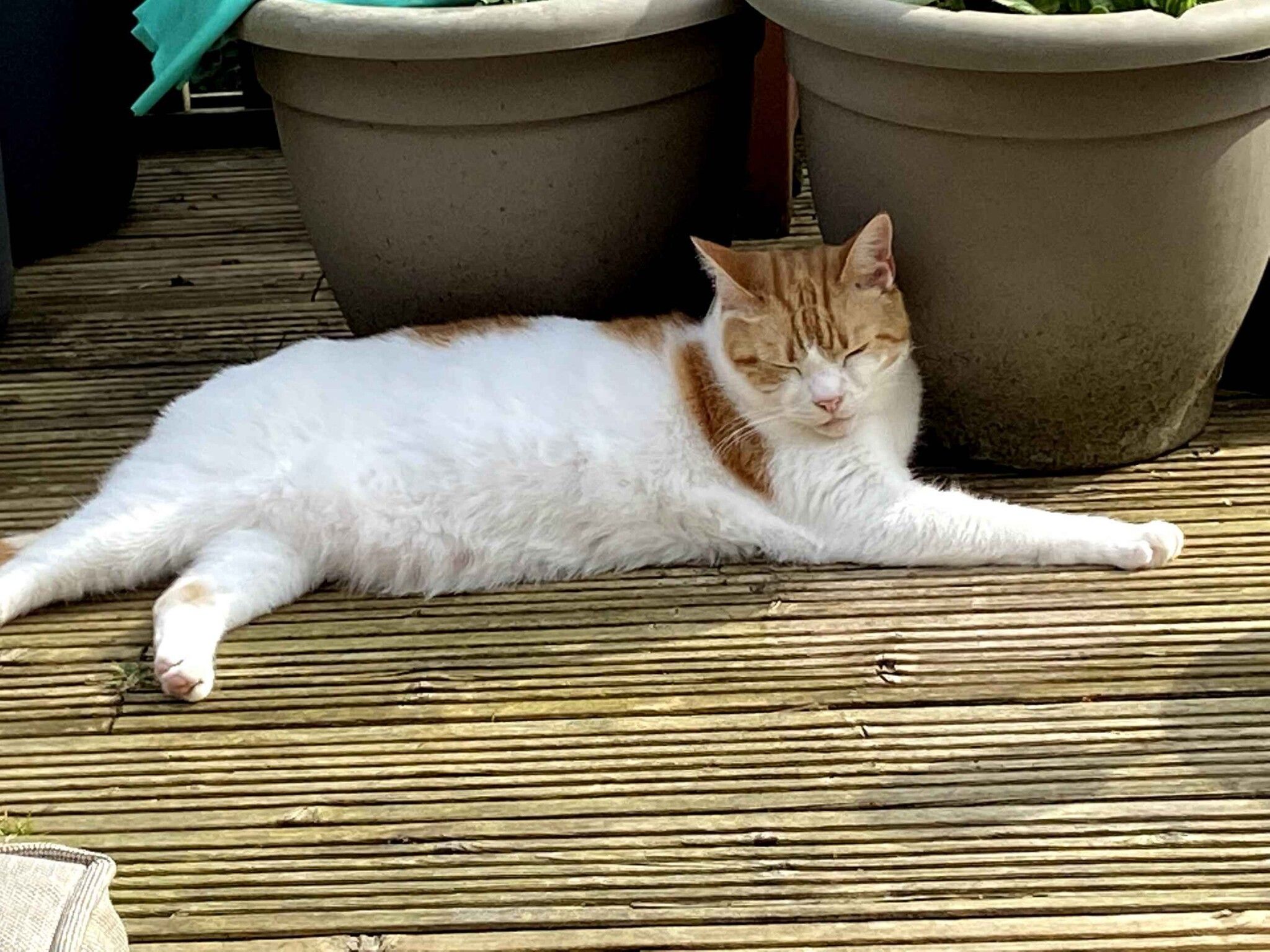 Ginger cat lying on its back on white bedding playing with a small toy