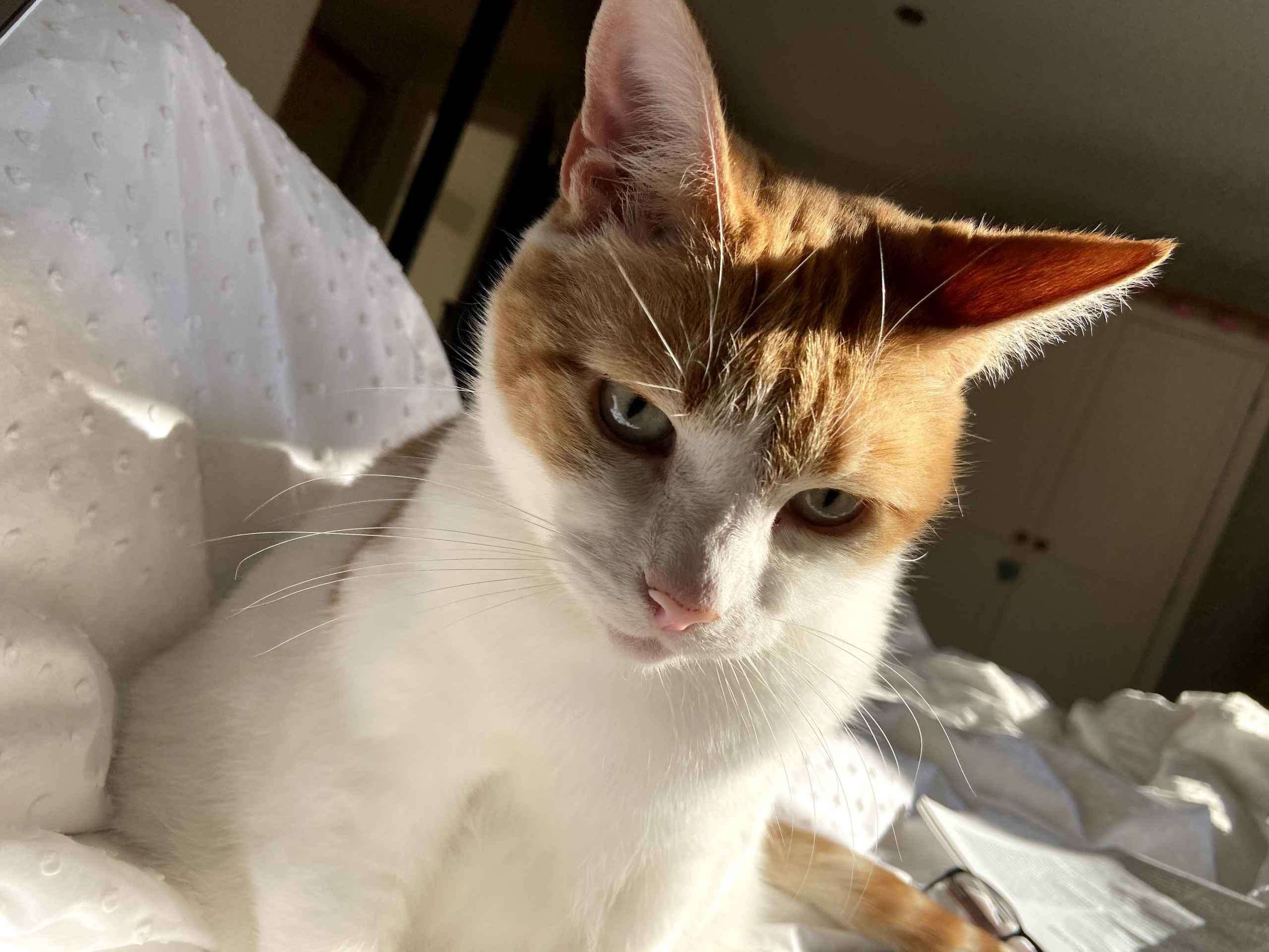 Ginger and white cat relaxing on white bedding head tilted back