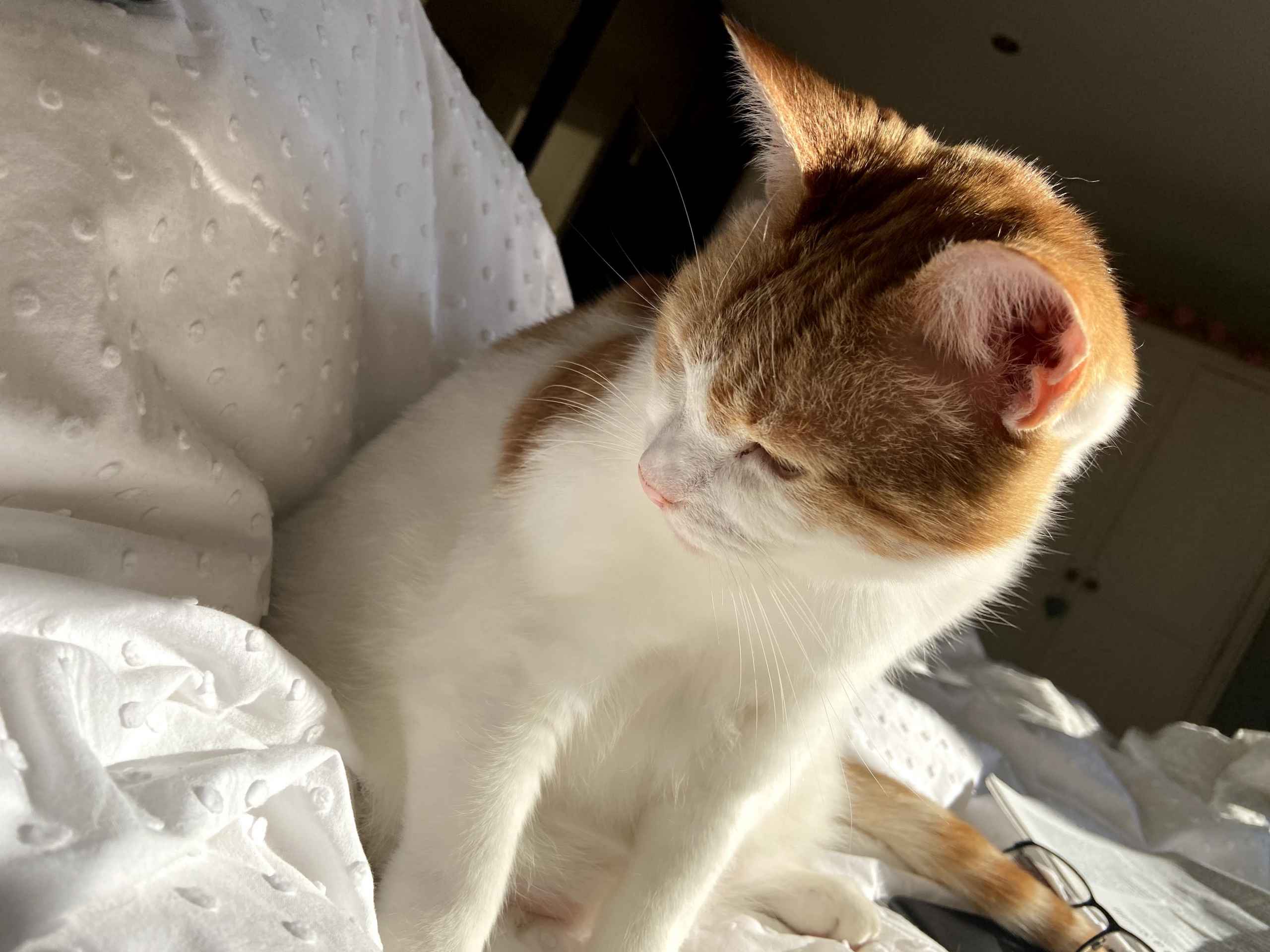 Ginger and white cat relaxing on white bedding head tilted back