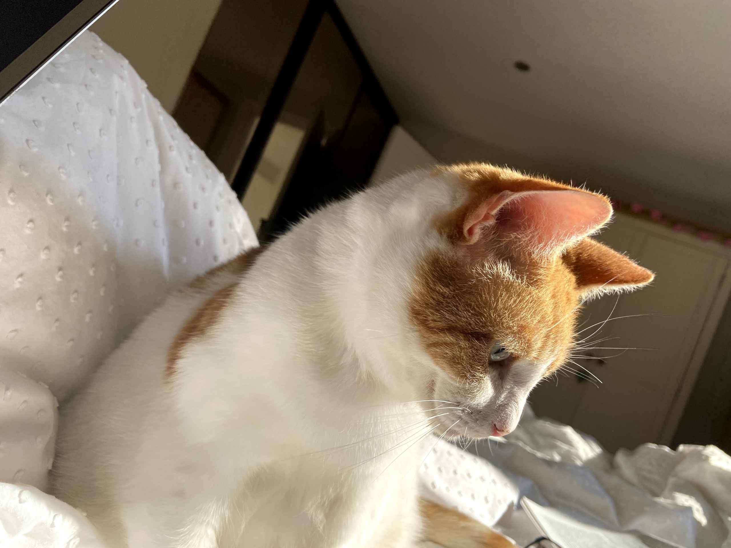 Ginger and white cat relaxing on white bedding head tilted back
