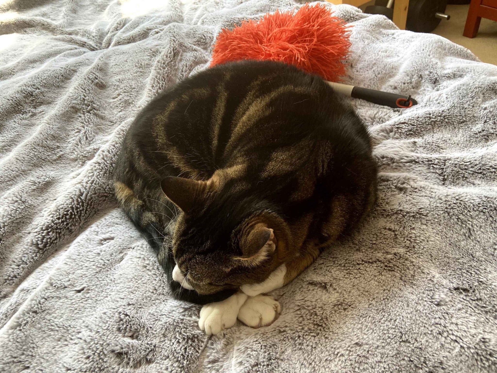 Ginger and white cat relaxing on white bedding head tilted back