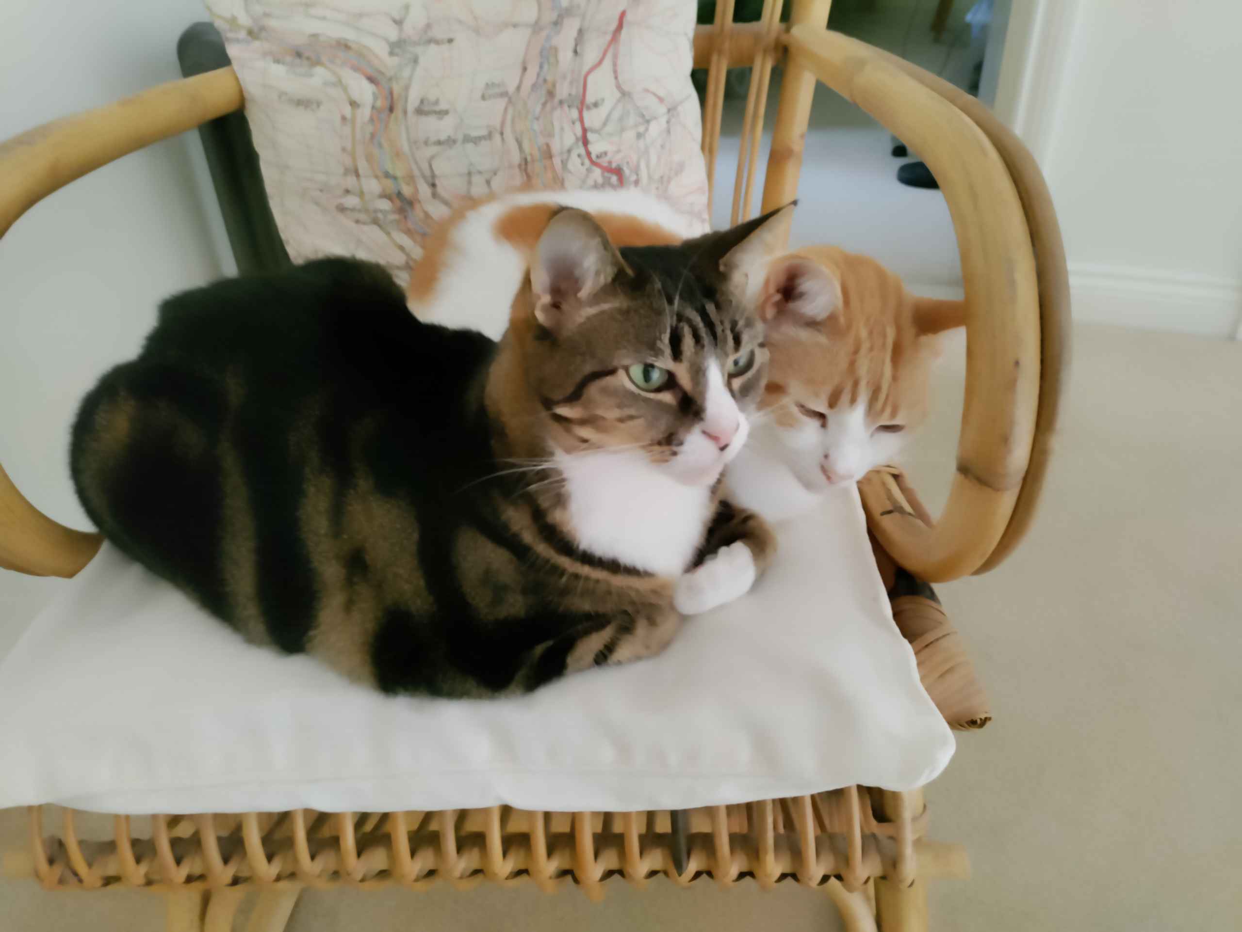 Tabby and ginger and white cats crouched on a wooden chair looking down