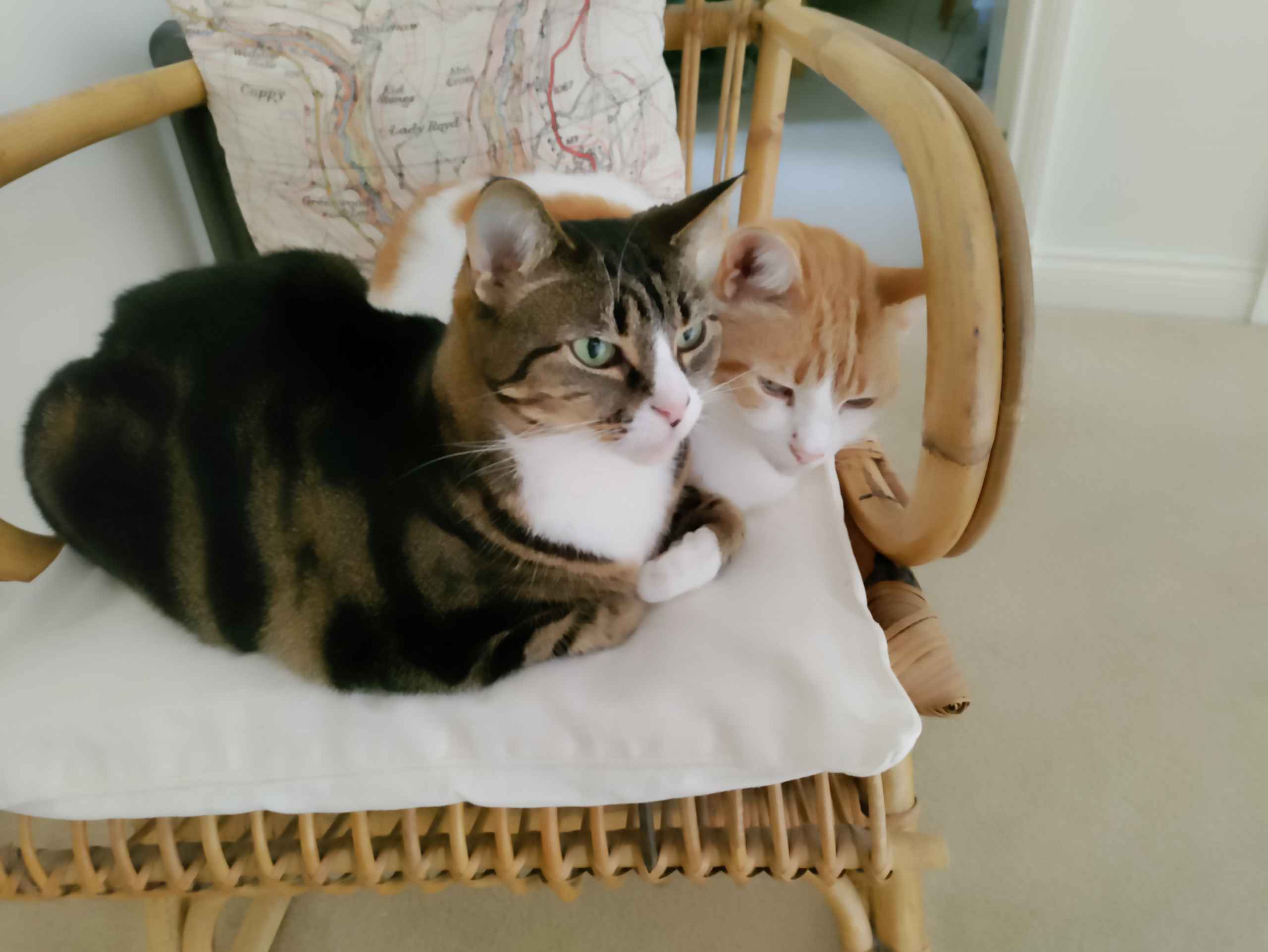 Tabby and ginger and white cats crouched on a wooden chair looking down