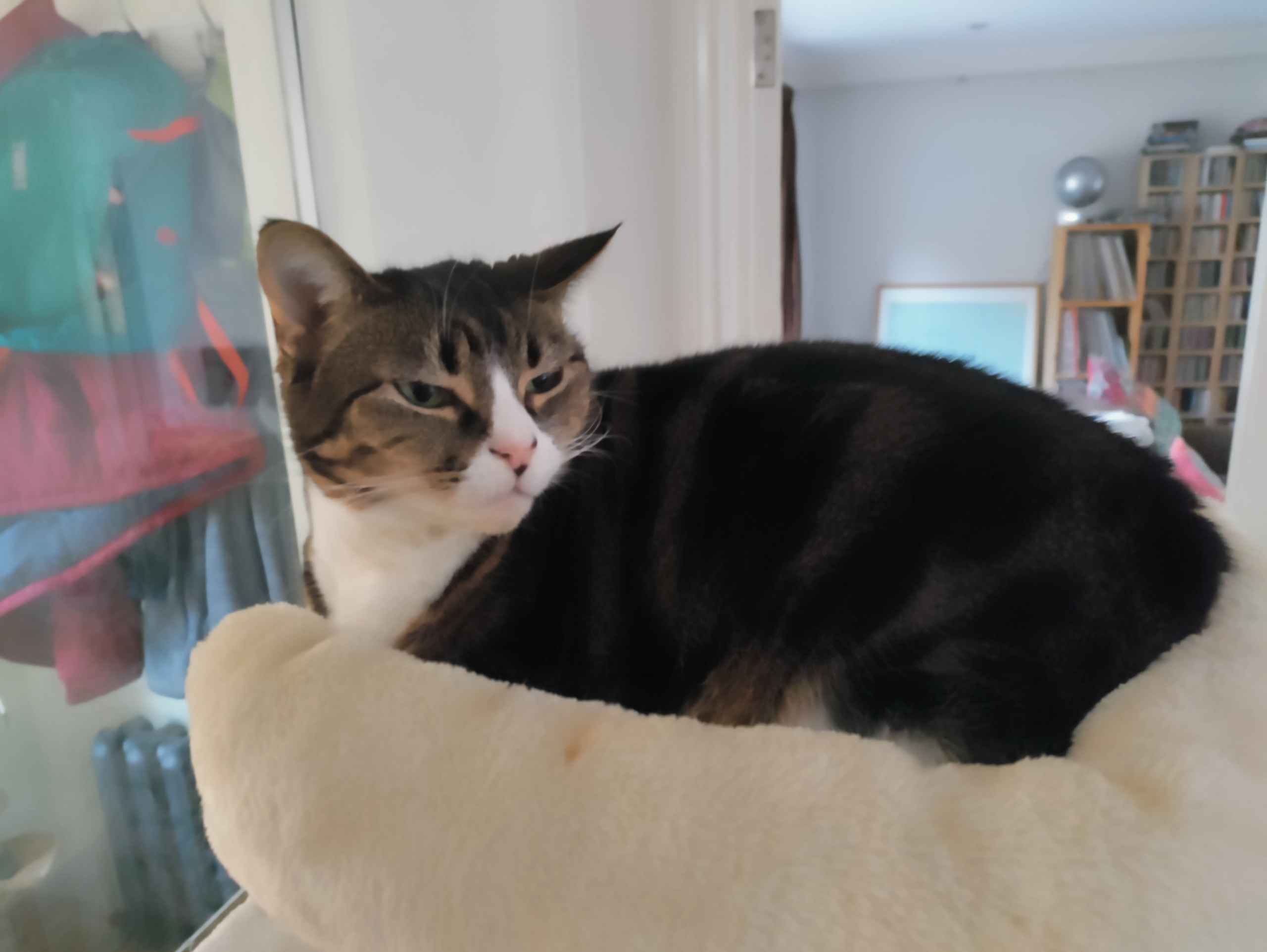 Tabby cat sleeping on a patterned blanket