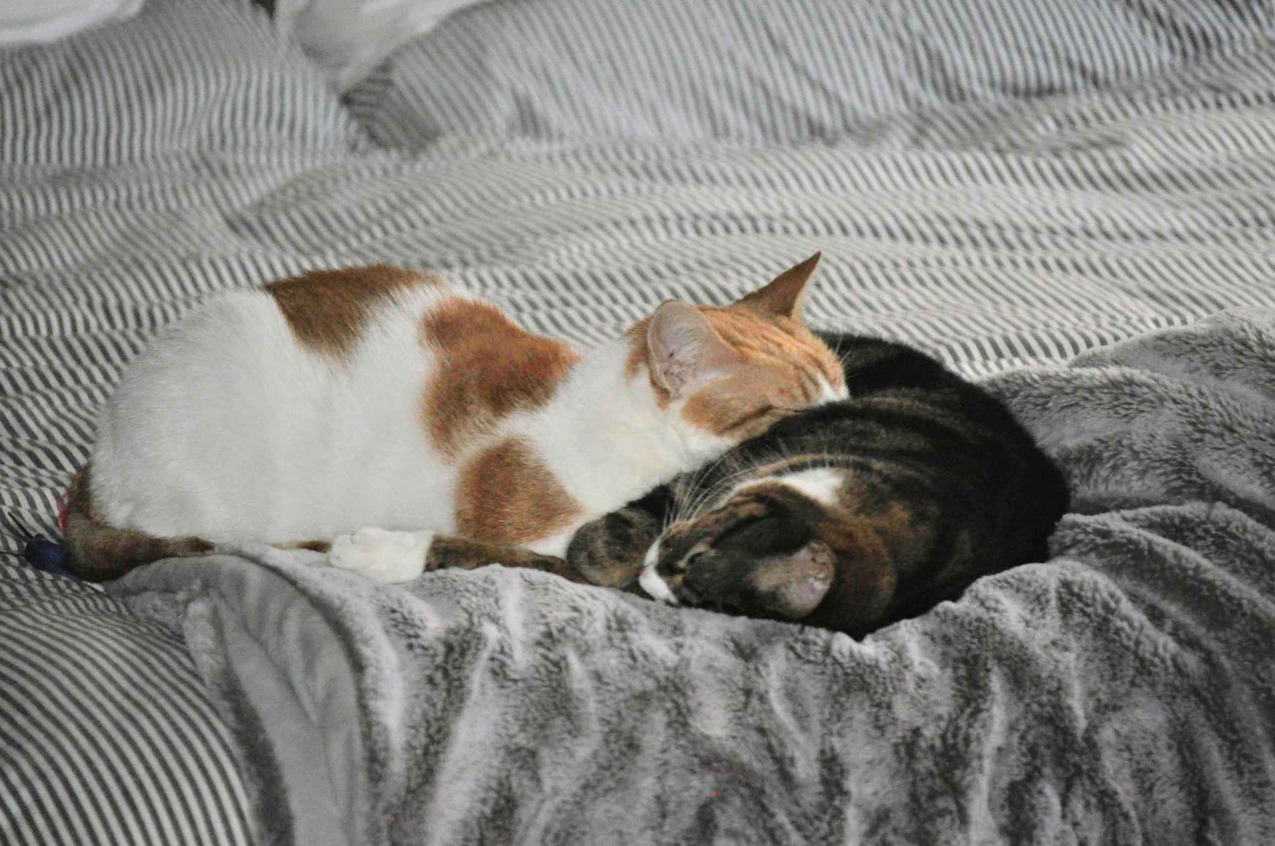 Ginger and white cat lounging on a sofa with eyes half-closed