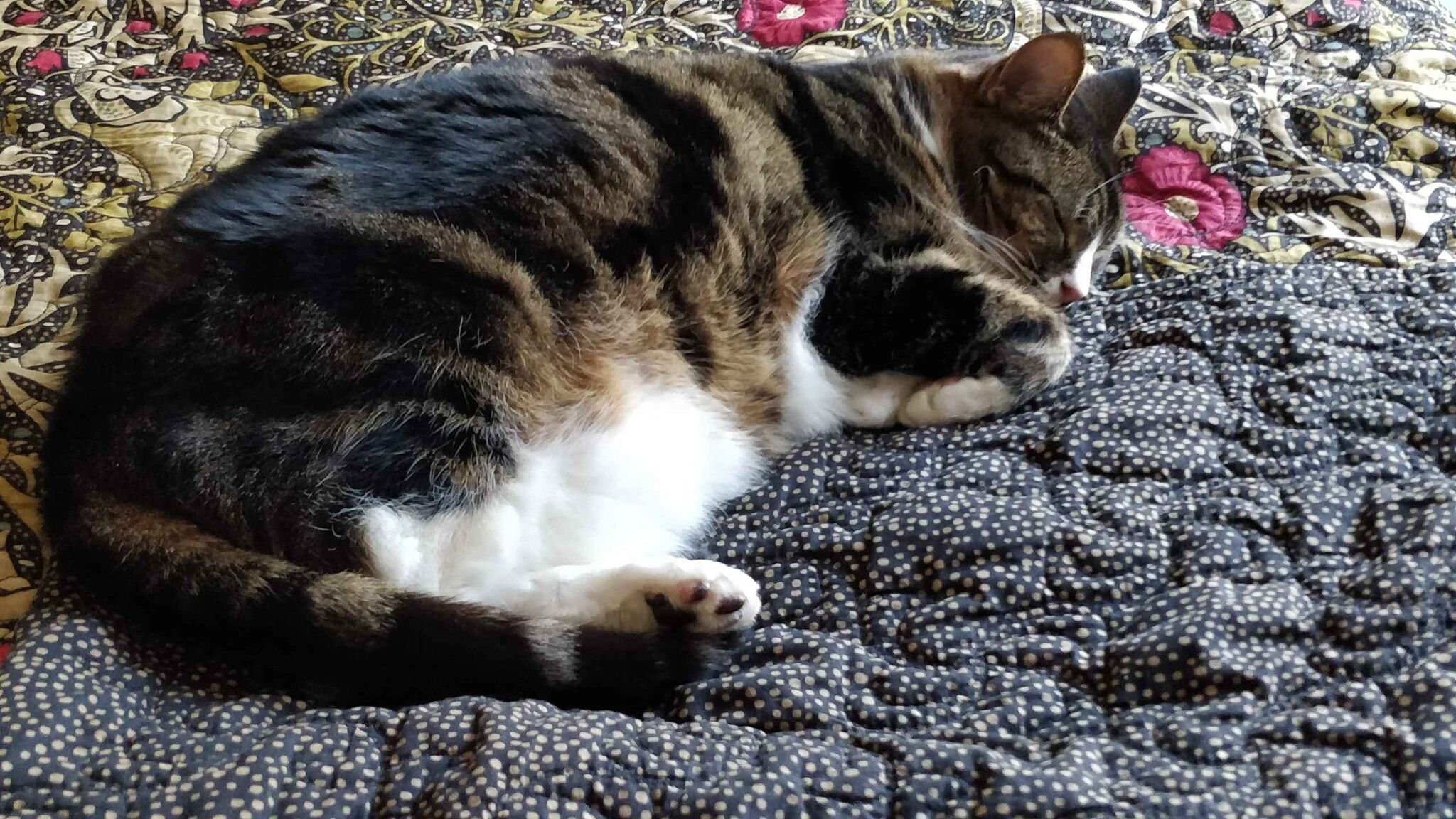 Ginger and white cat sitting on a textured couch beside a blue blanket
