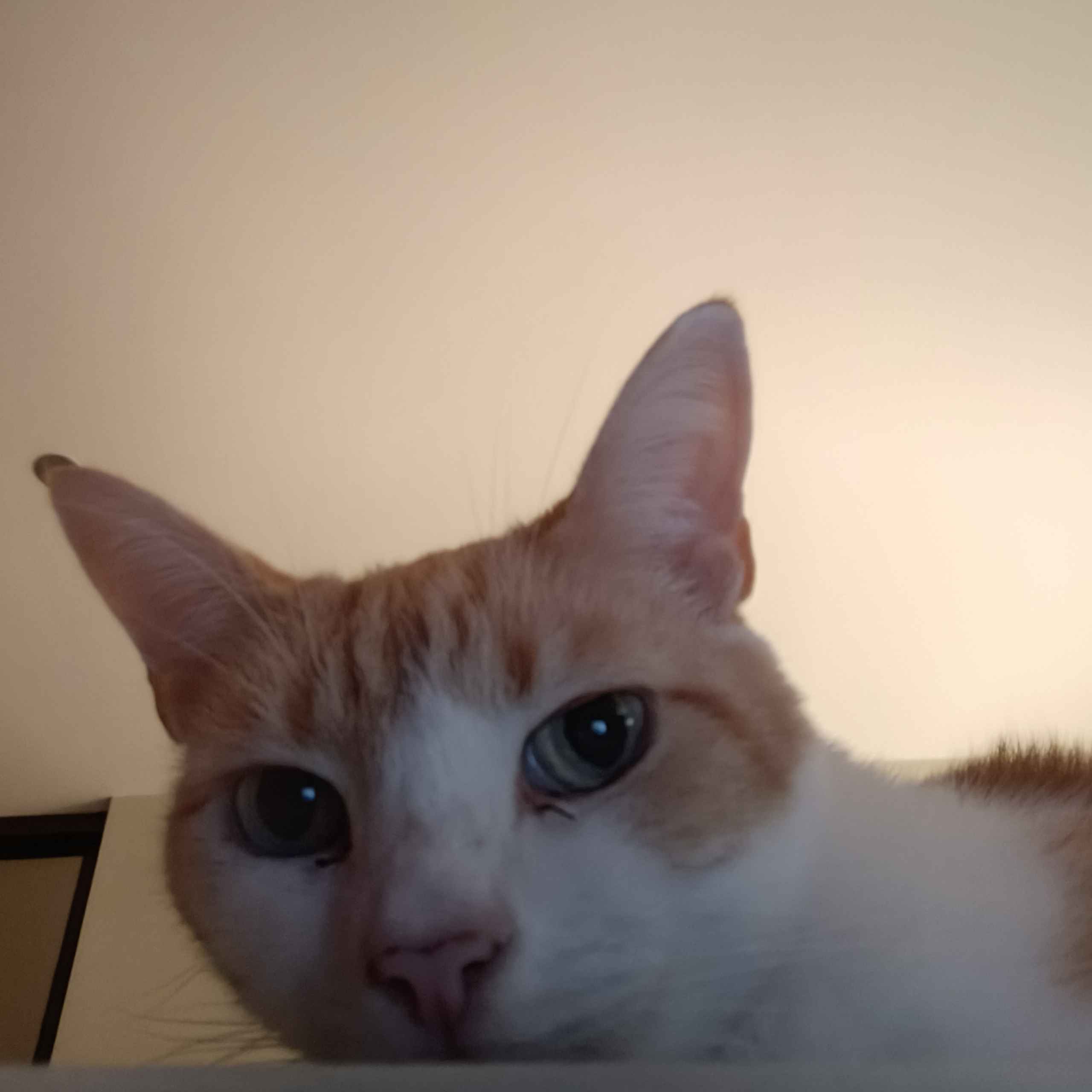 Close-up of a ginger cat with wide eyes staring directly at the camera