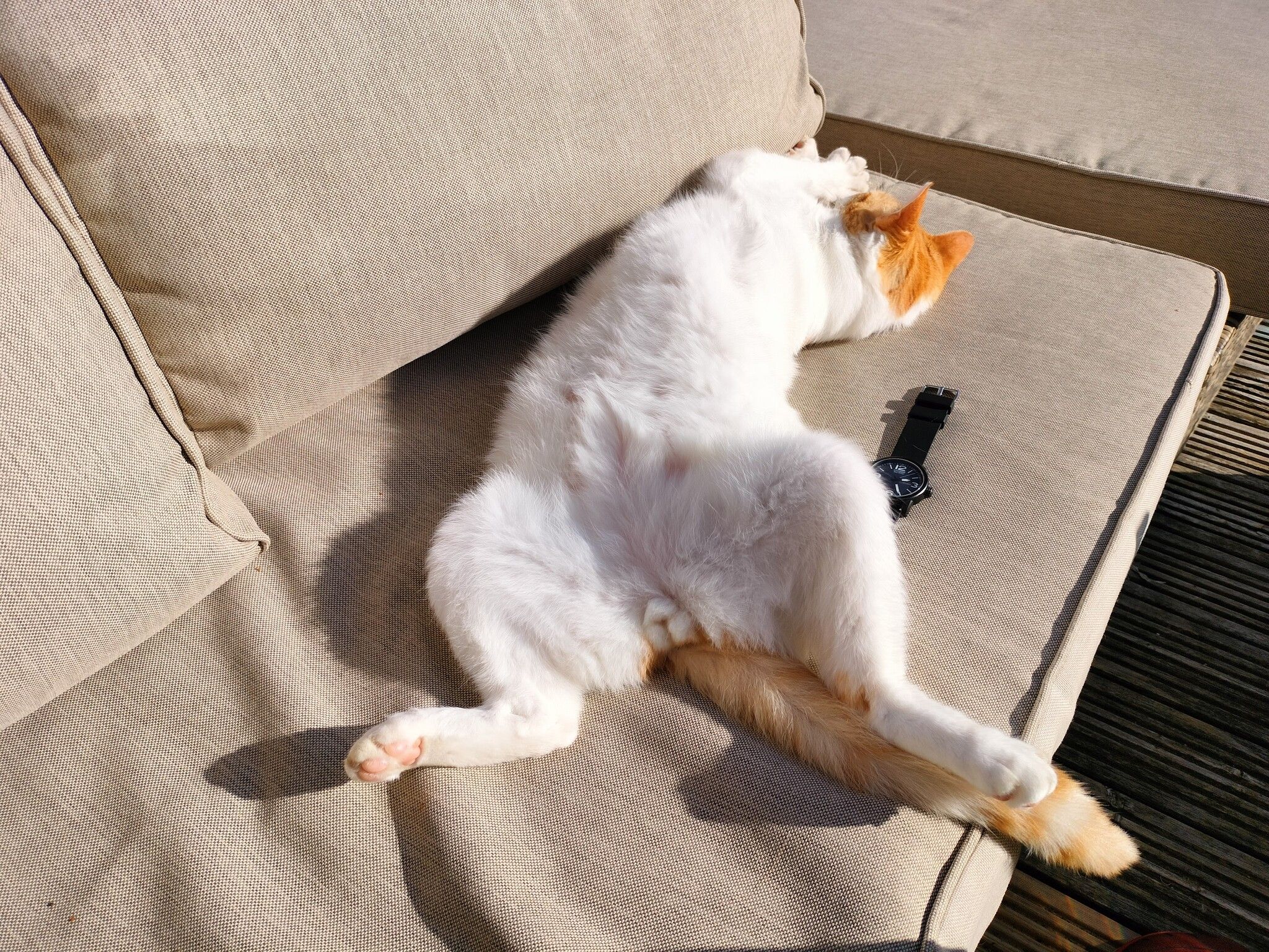 Ginger and white cat stretched across a beige sofa cushion in low afternoon sun, almost entirely white from this angle with only the head and tail showing ginger.
