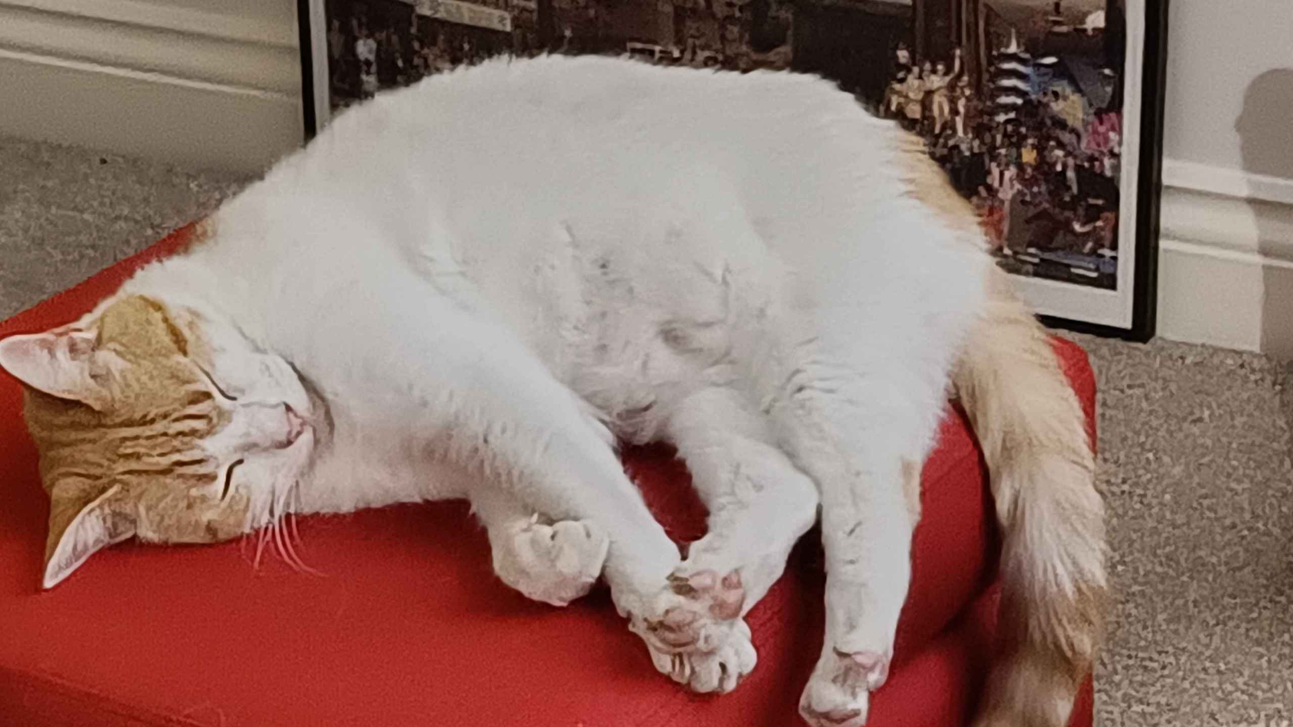 Tabby cat resting on a person's lap