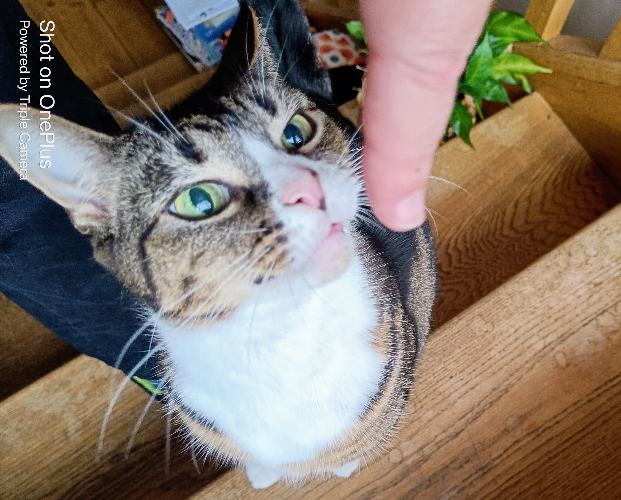 Brown tabby and white cat looking up at the camera, the M-shaped marking on the forehead clearly visible above tabby-striped cheeks.