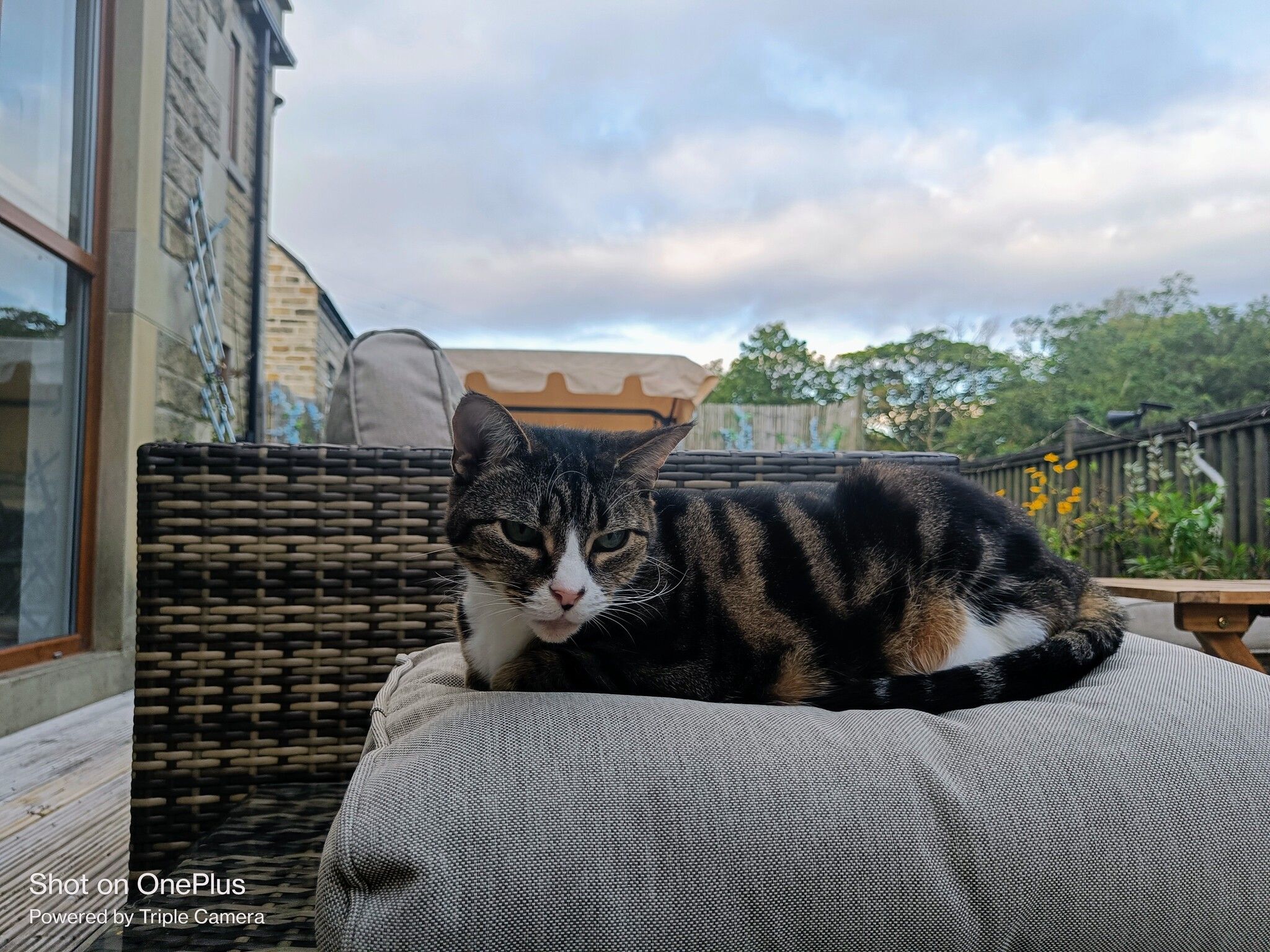 Brown tabby and white cat resting on an outdoor cushion in soft cloudy light, the warm brown of the base coat contrasted against the white chest and face.
