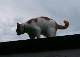 Ginger and white cat walking along a wall against cloudy sky