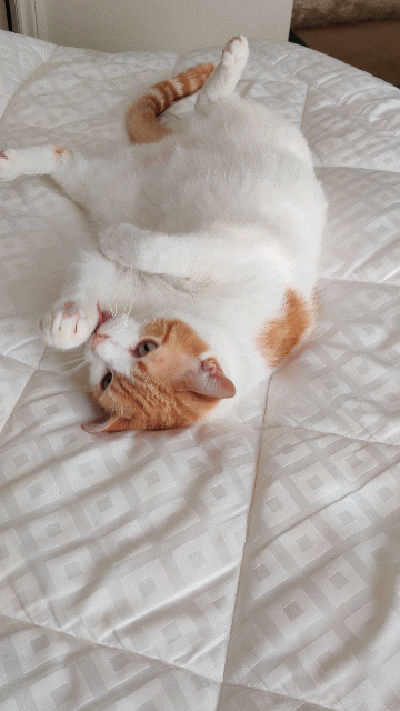 Ginger and white cat grooming with tongue out