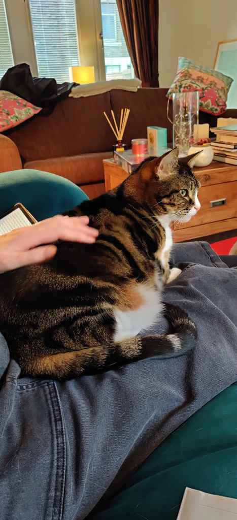 Tabby and white cat sitting on a person's lap being stroked