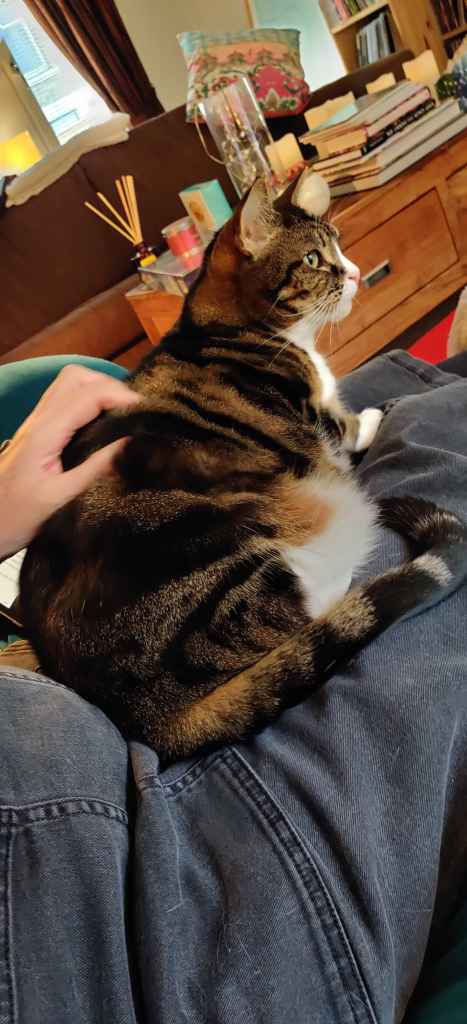 Tabby cat being petted on a lap beside a book
