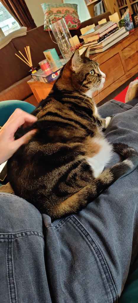 Tabby cat being petted on a lap beside a book