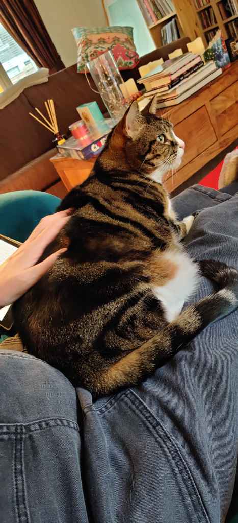 Tabby cat being petted on a lap beside a book