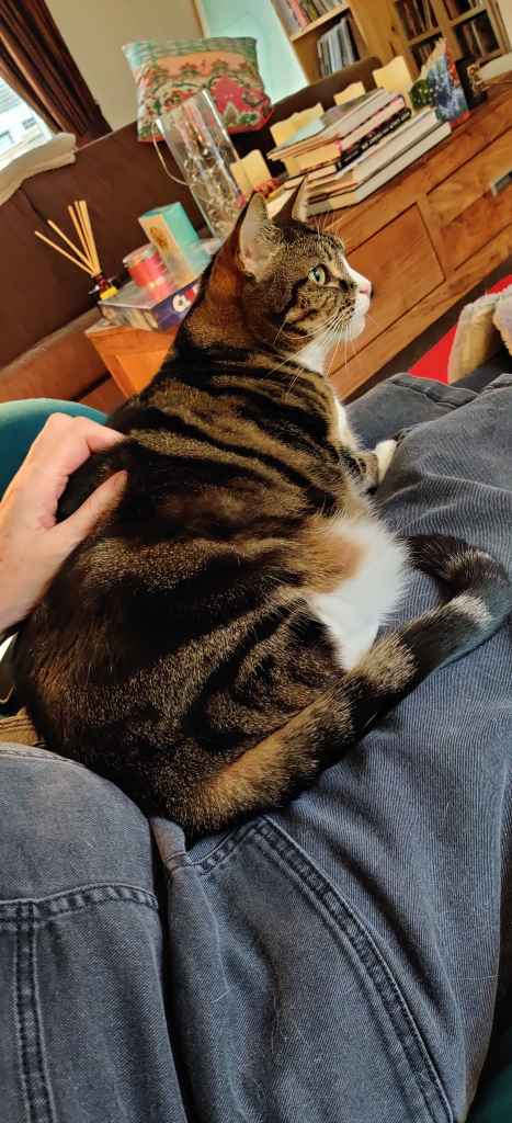 Tabby cat being petted on a lap beside a book
