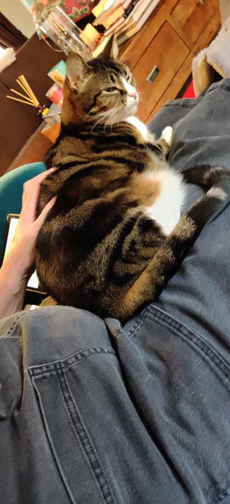 Tabby cat being petted on a lap beside a book
