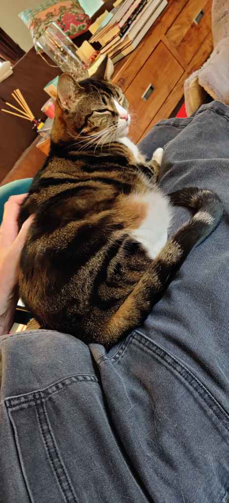 Tabby cat being petted on a lap beside a book