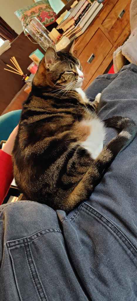 Tabby cat being petted on a lap beside a book