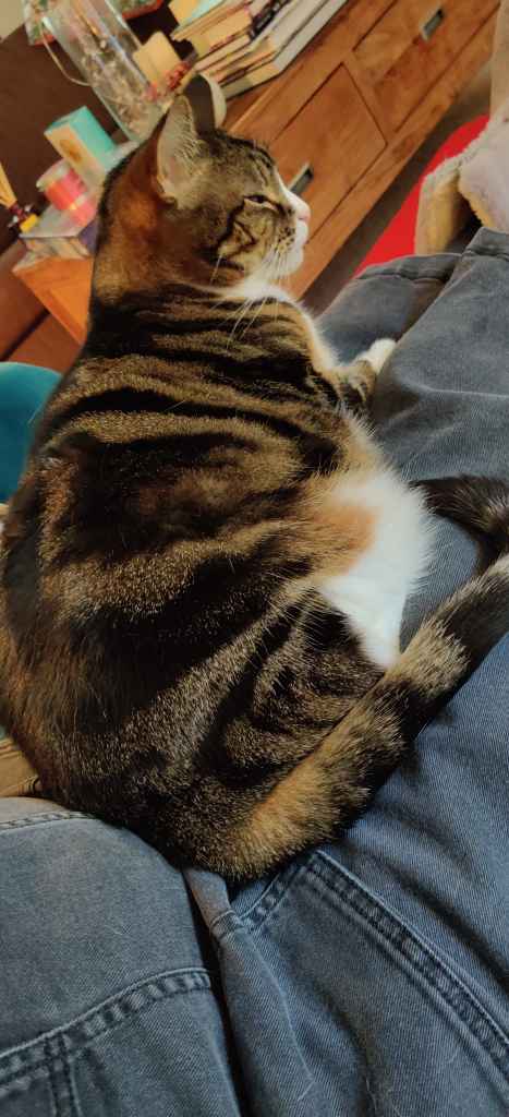 Tabby cat being petted on a lap beside a book