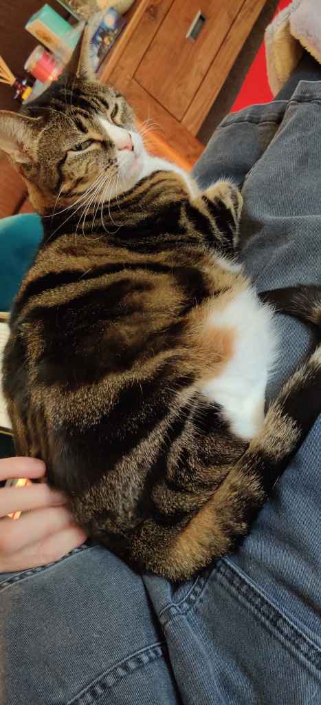Tabby cat being petted on a lap beside a book
