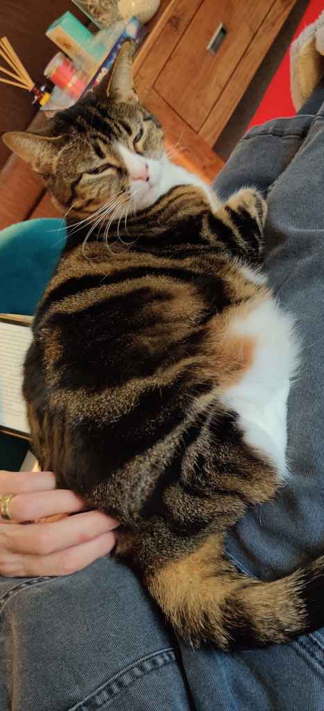 Tabby cat being petted on a lap beside a book