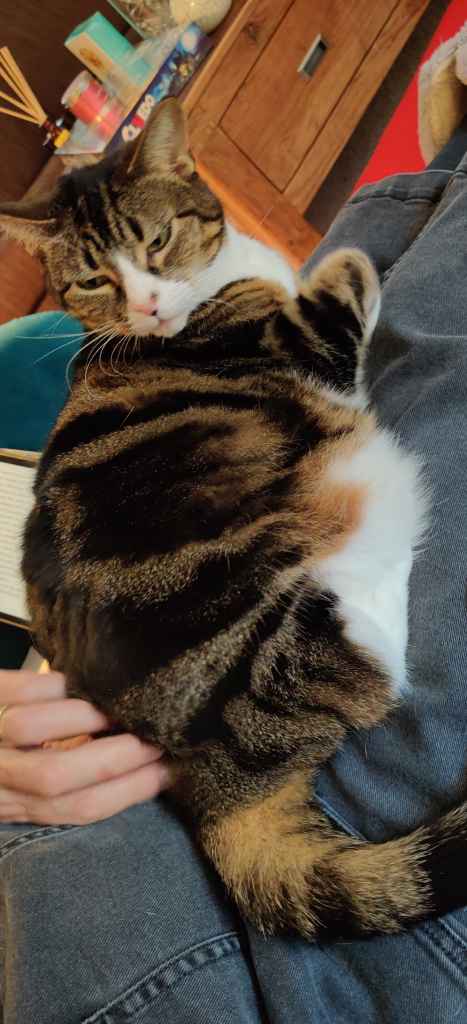 Tabby cat being petted on a lap beside a book