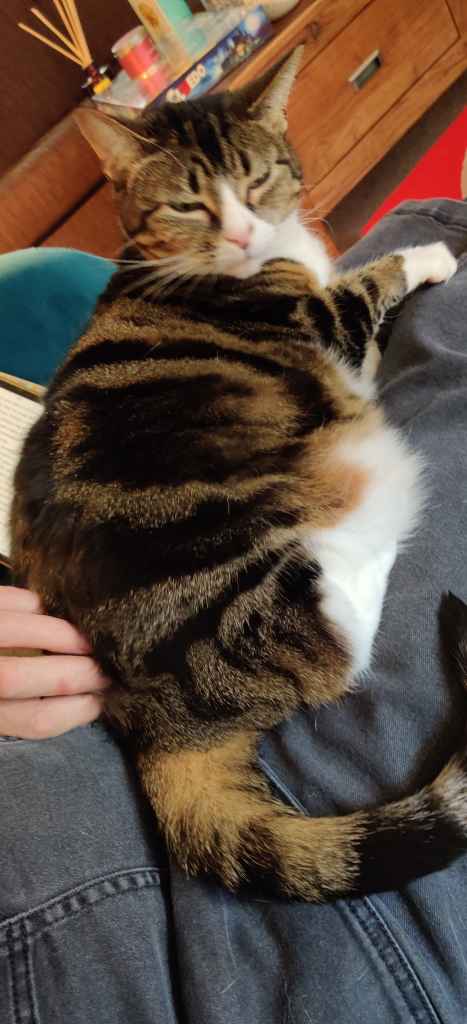 Tabby cat being petted on a lap beside a book