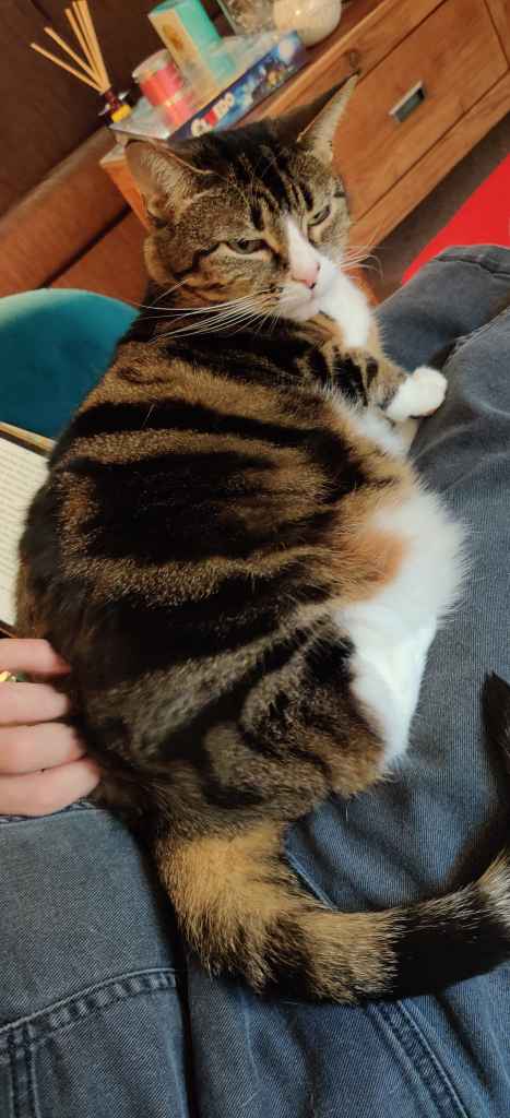 Tabby cat being petted on a lap beside a book