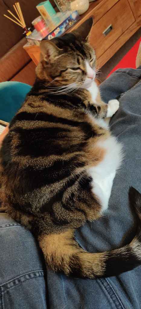 Tabby cat being petted on a lap beside a book